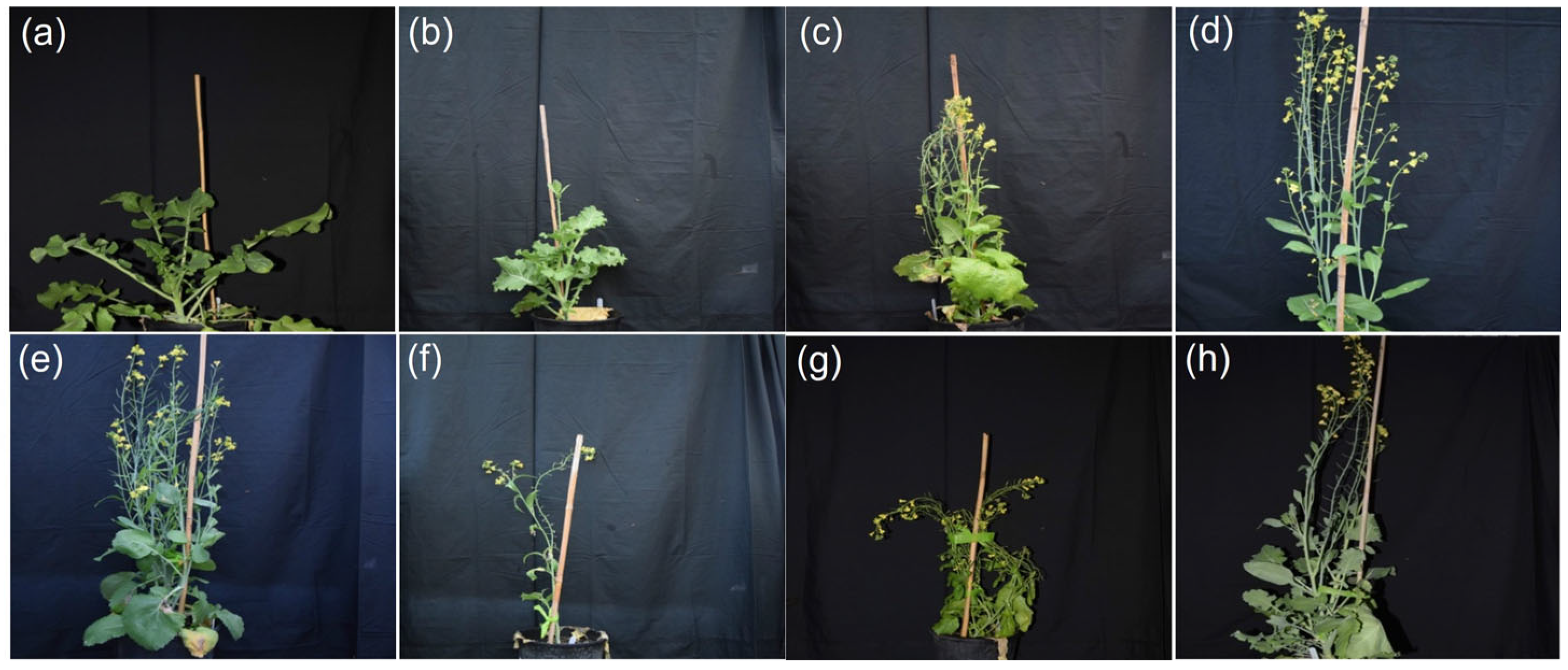 Agronomy 12 02843 g001 Agronomy 12 02843 g001