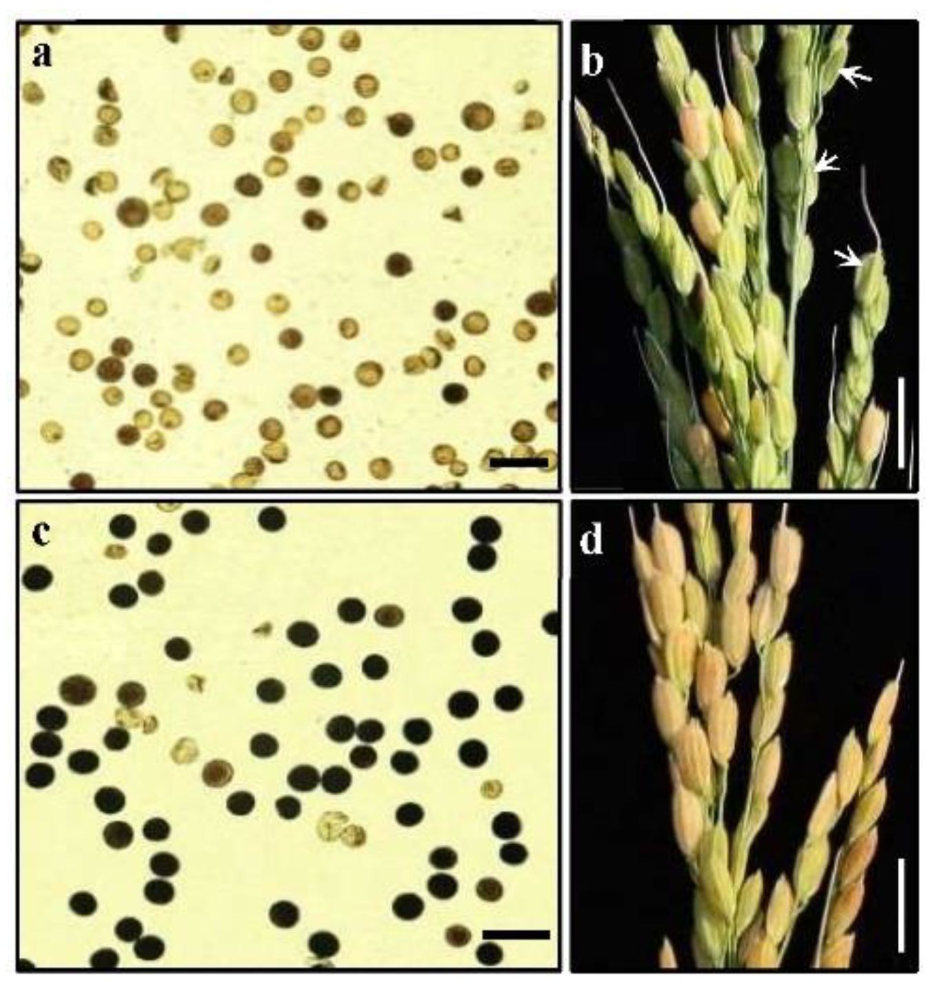 Agronomy 12 02851 g001