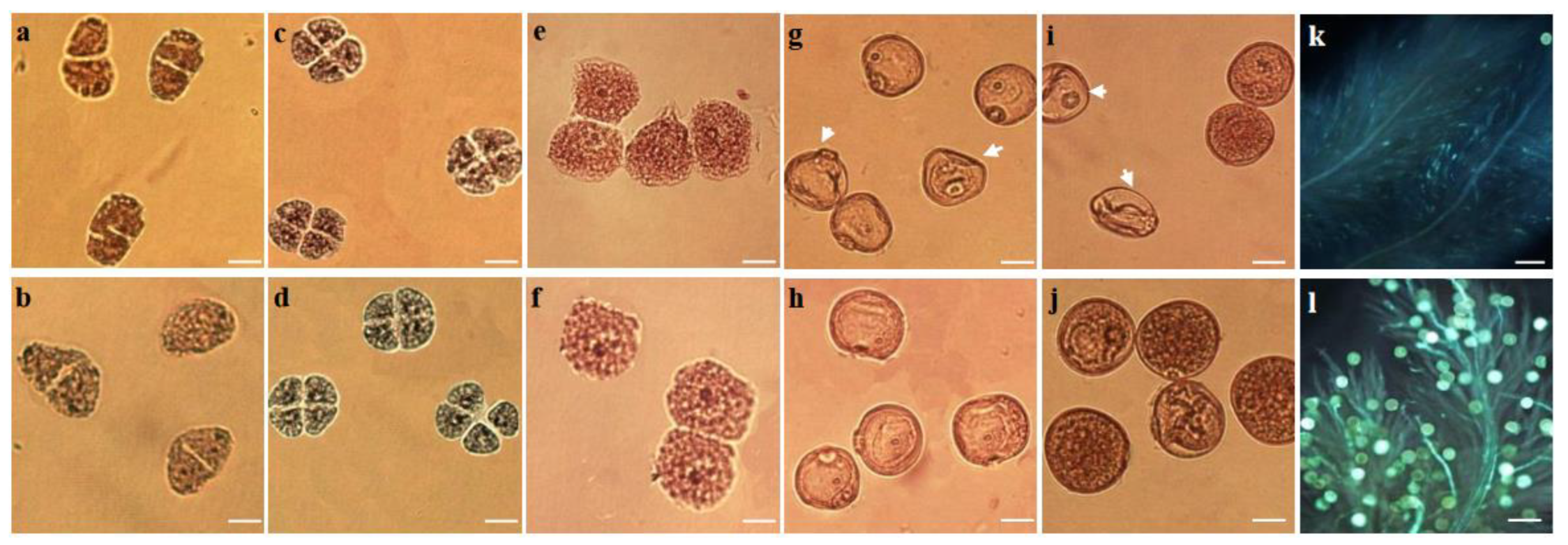 Agronomy 12 02851 g002