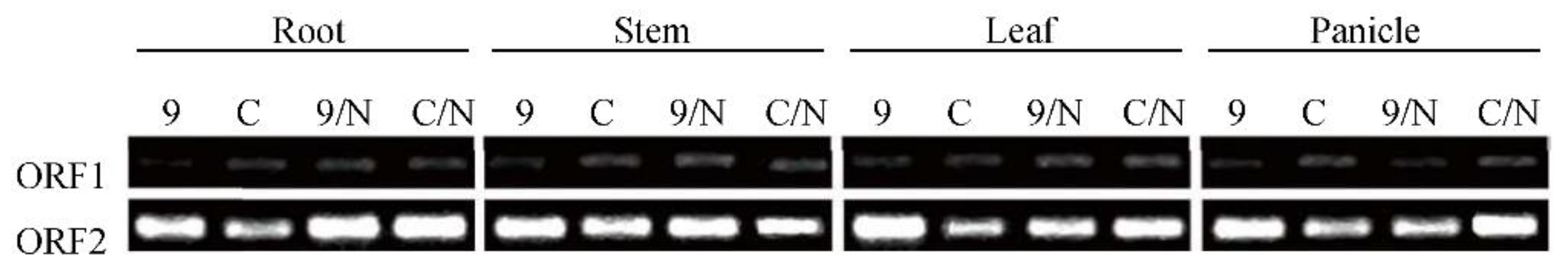 Agronomy 12 02851 g006