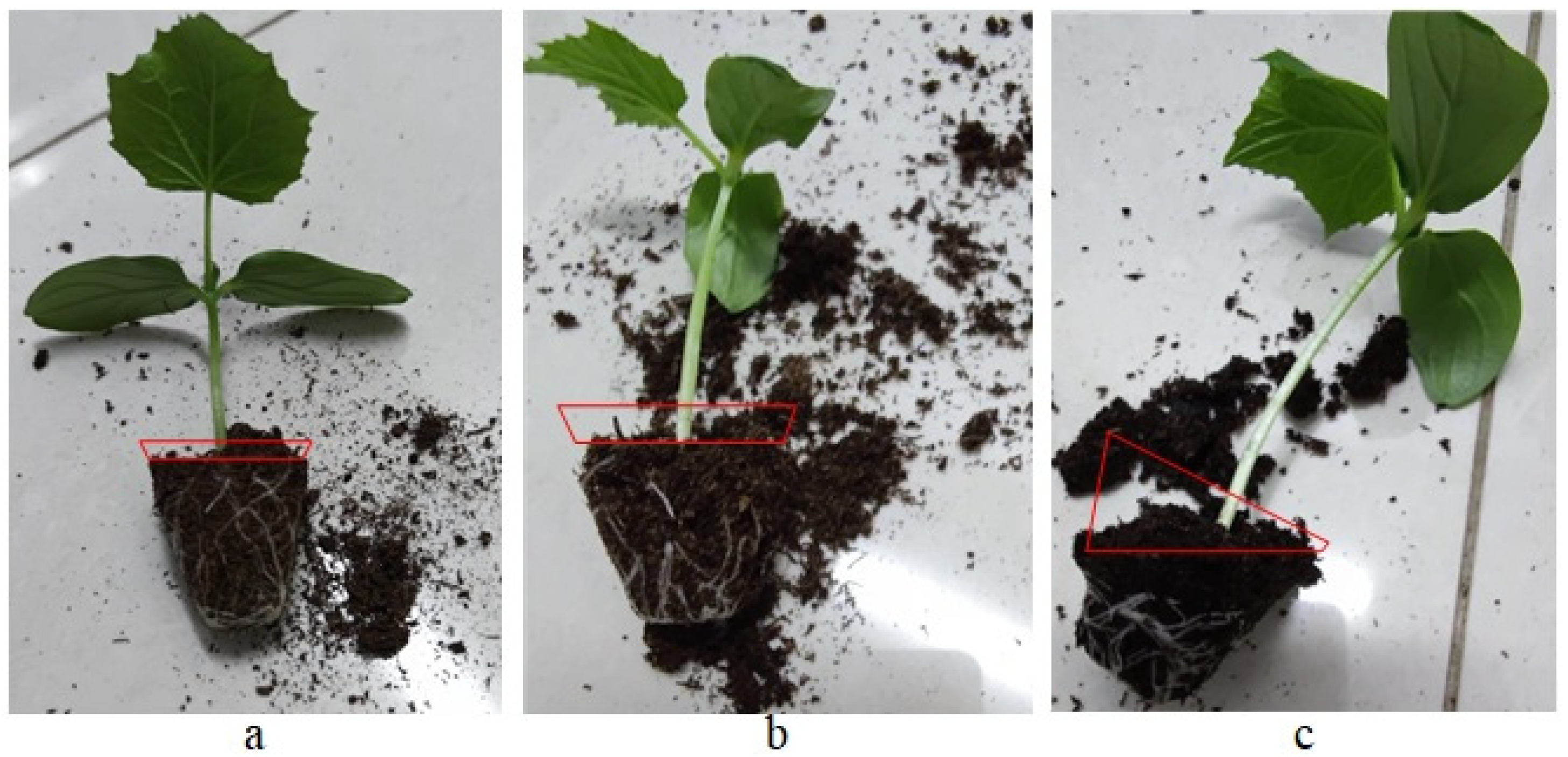 Agronomy 12 02855 g005 Agronomy 12 02855 g005