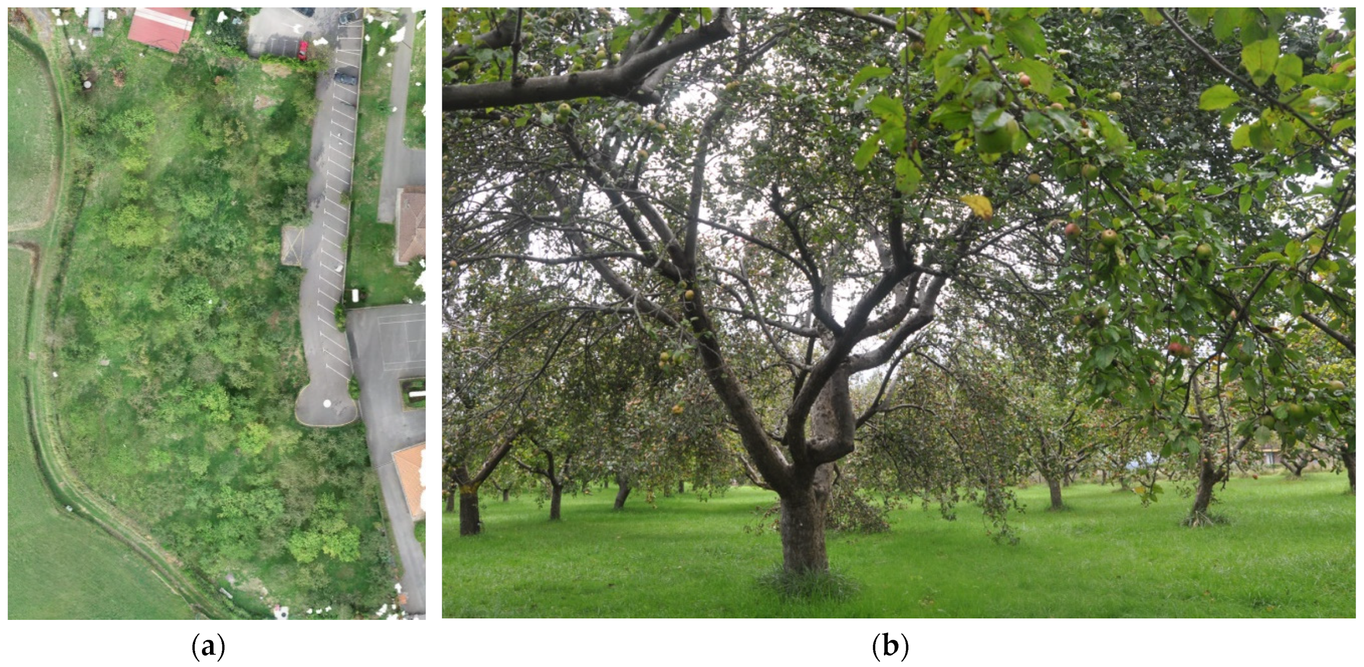 Agronomy 12 02856 g001