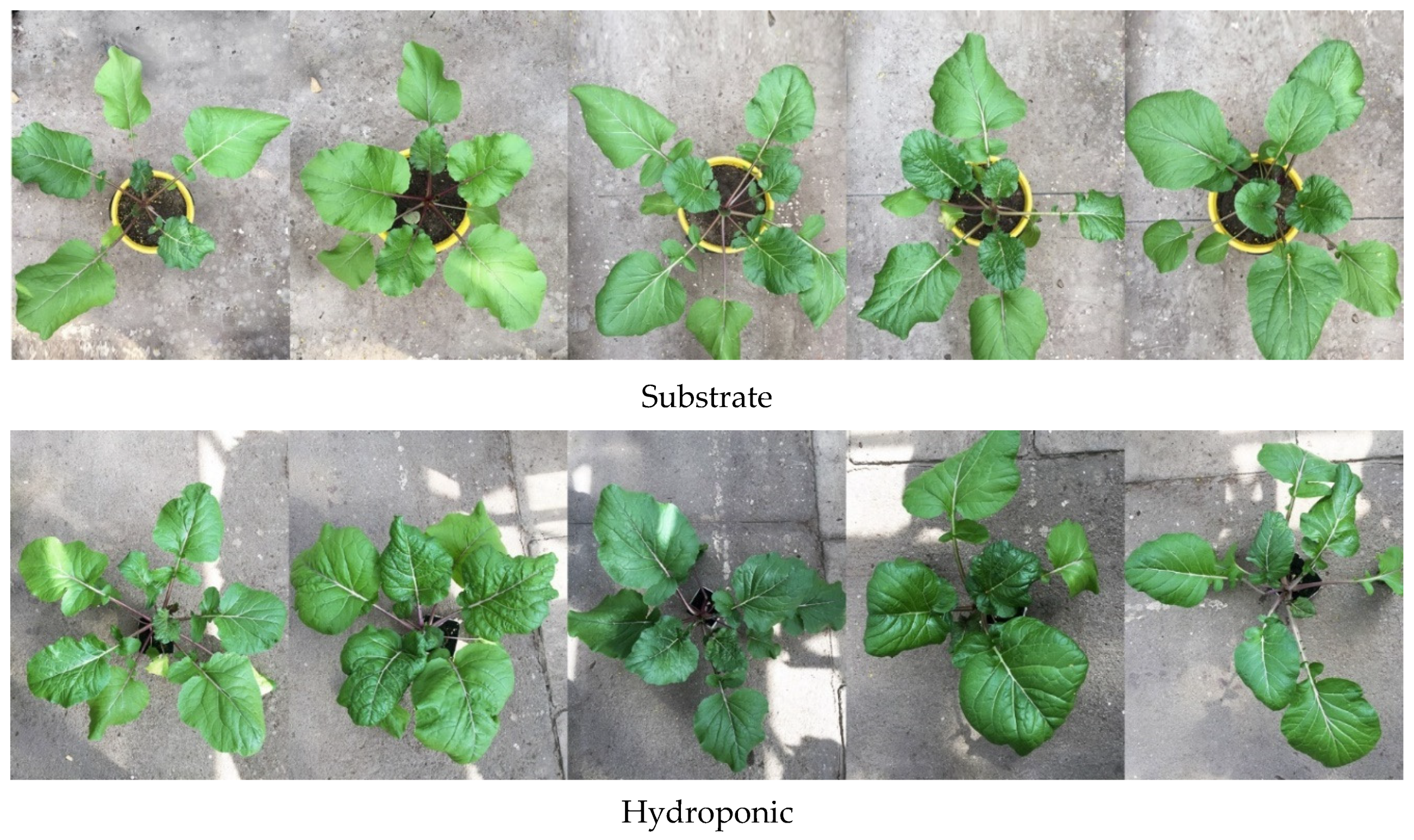 Agronomy 12 02869 g001 Agronomy 12 02869 g001