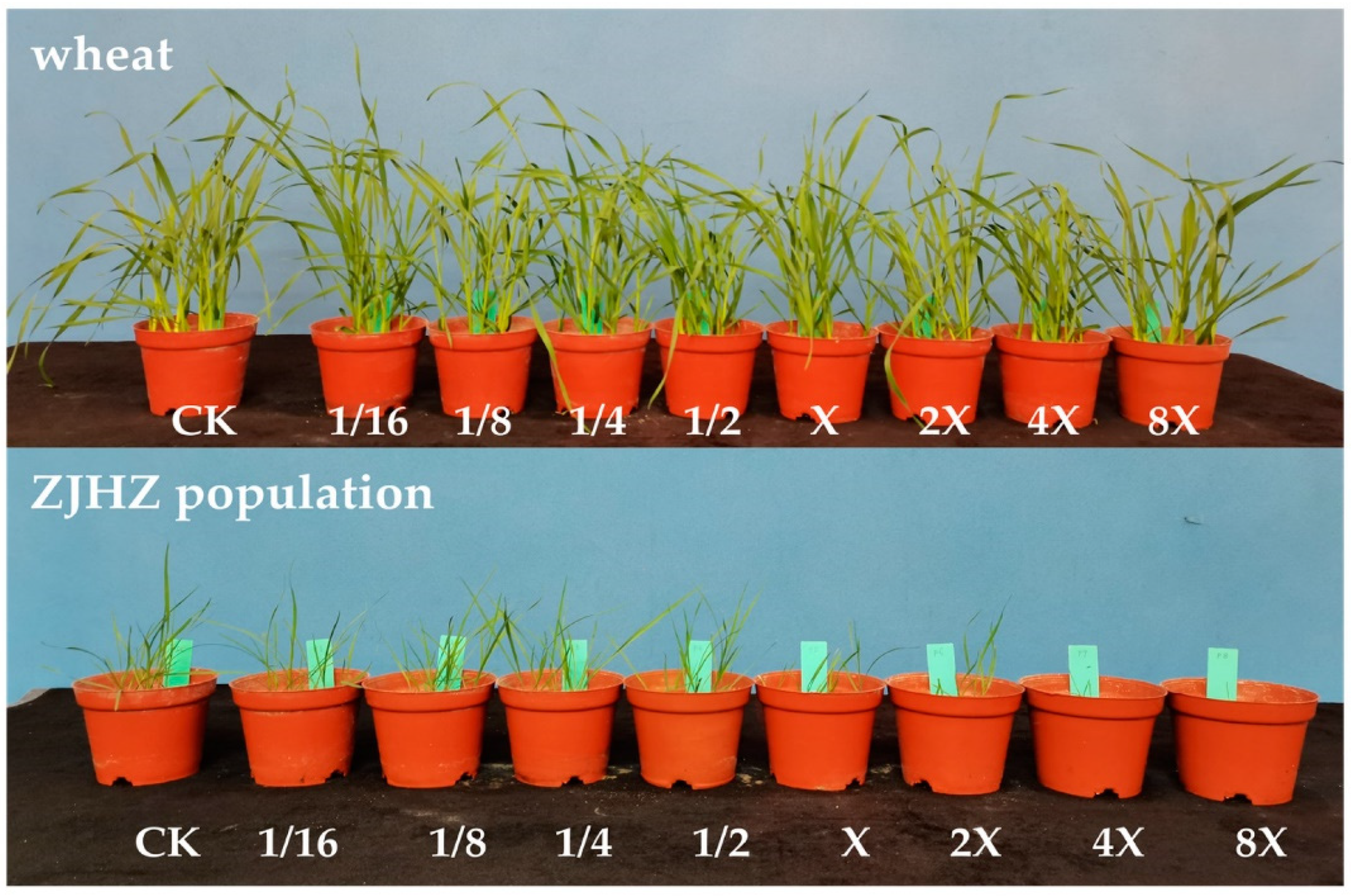 Agronomy 12 02870 g001 Agronomy 12 02870 g001