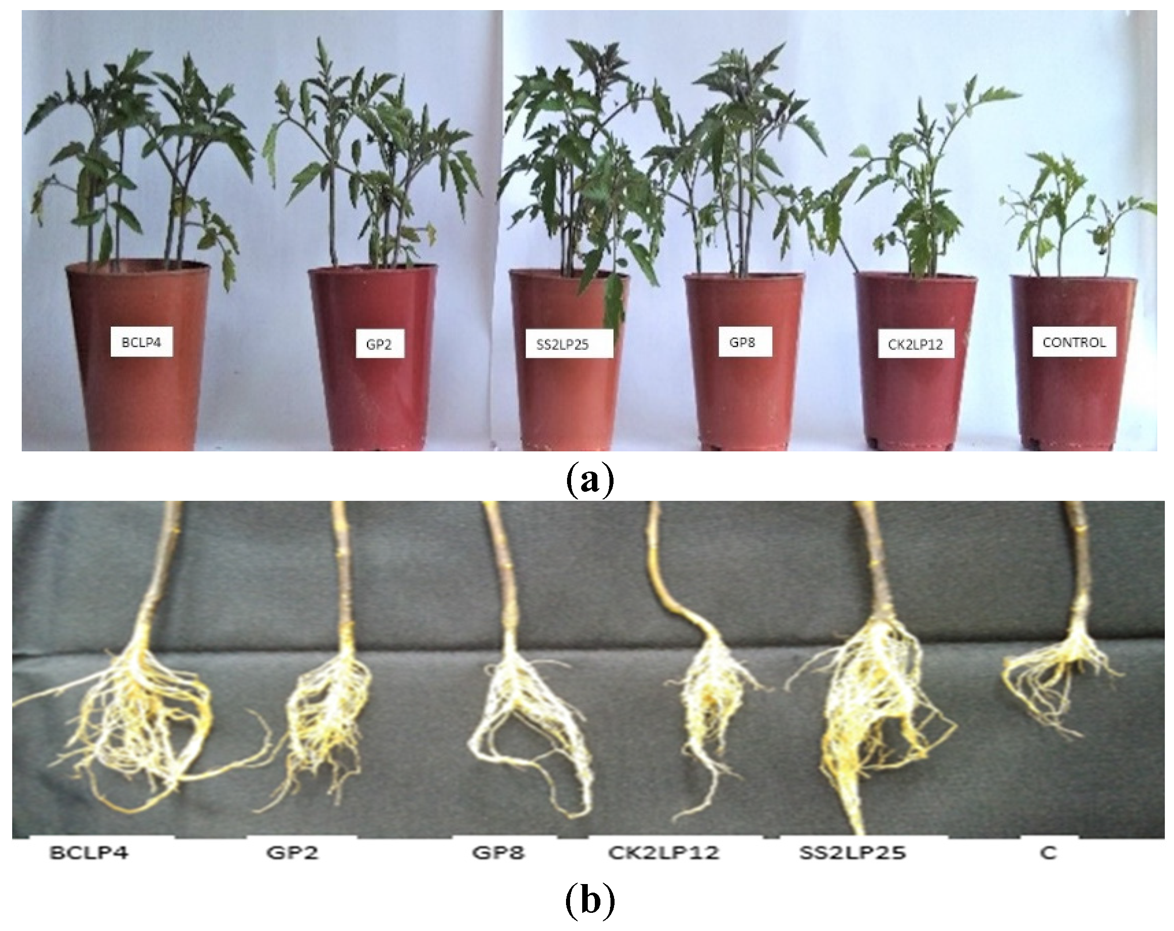 Agronomy 12 02878 g004