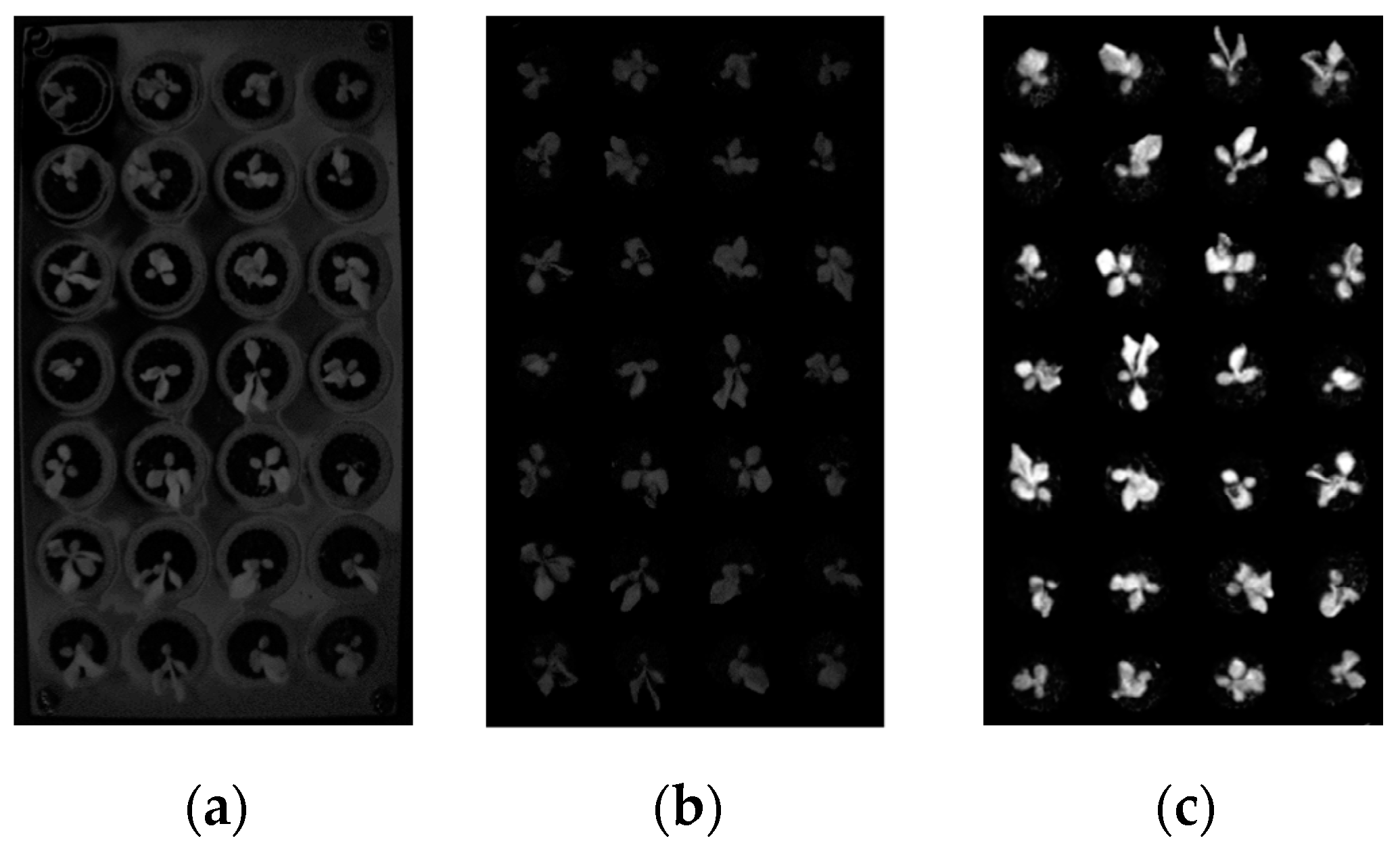 Agronomy 12 02899 g004 Agronomy 12 02899 g004