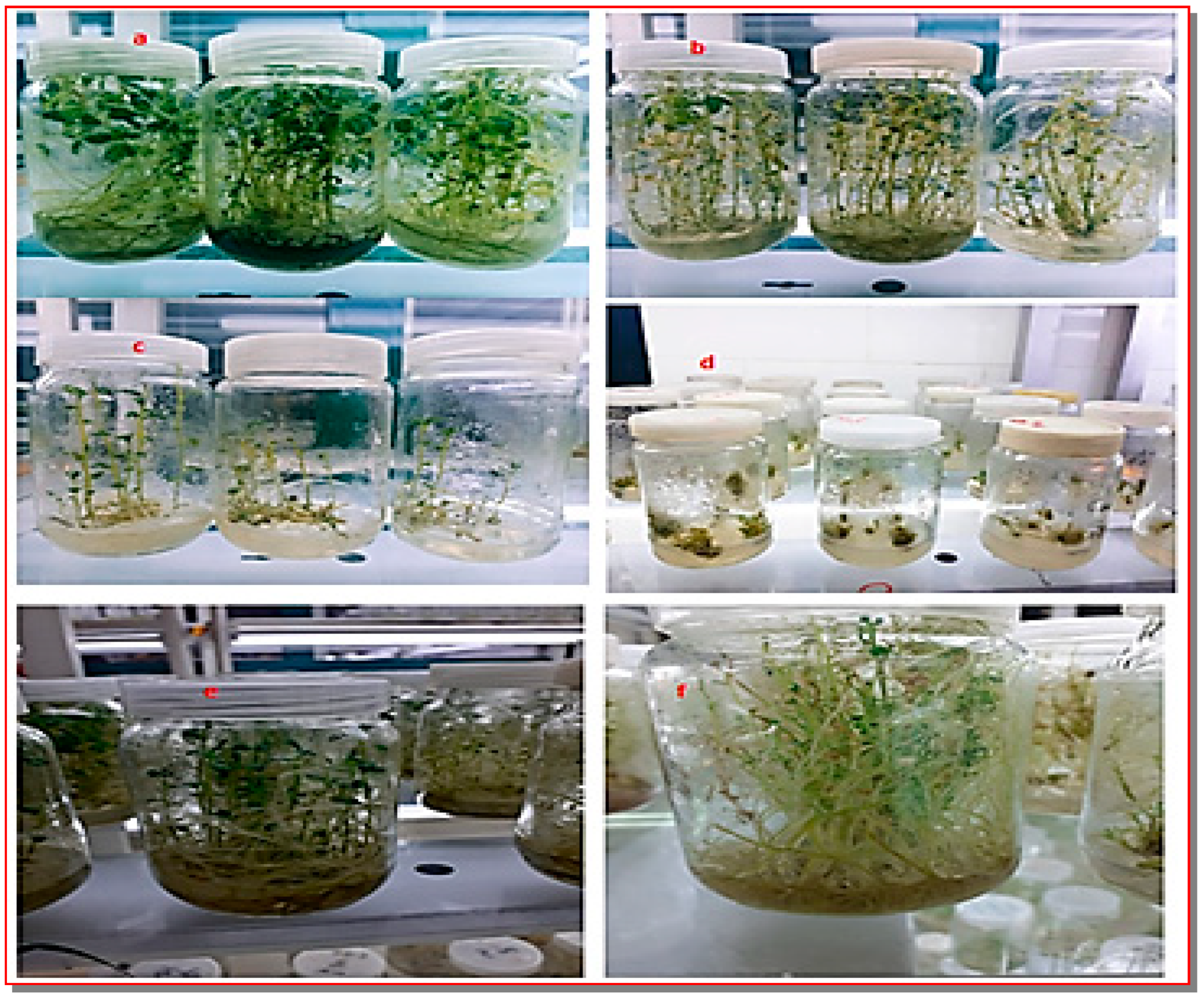 Agronomy 12 02901 g002