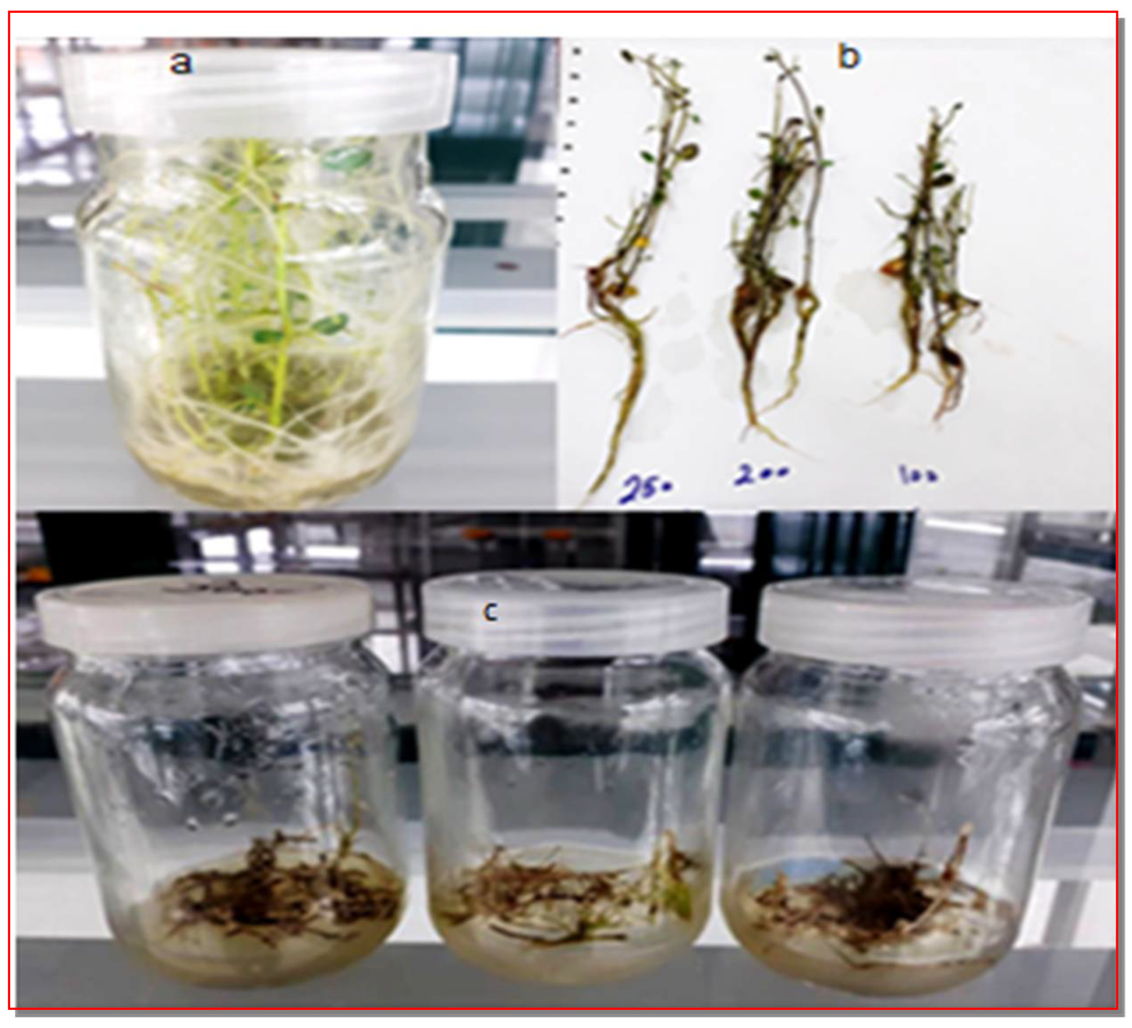 Agronomy 12 02901 g006