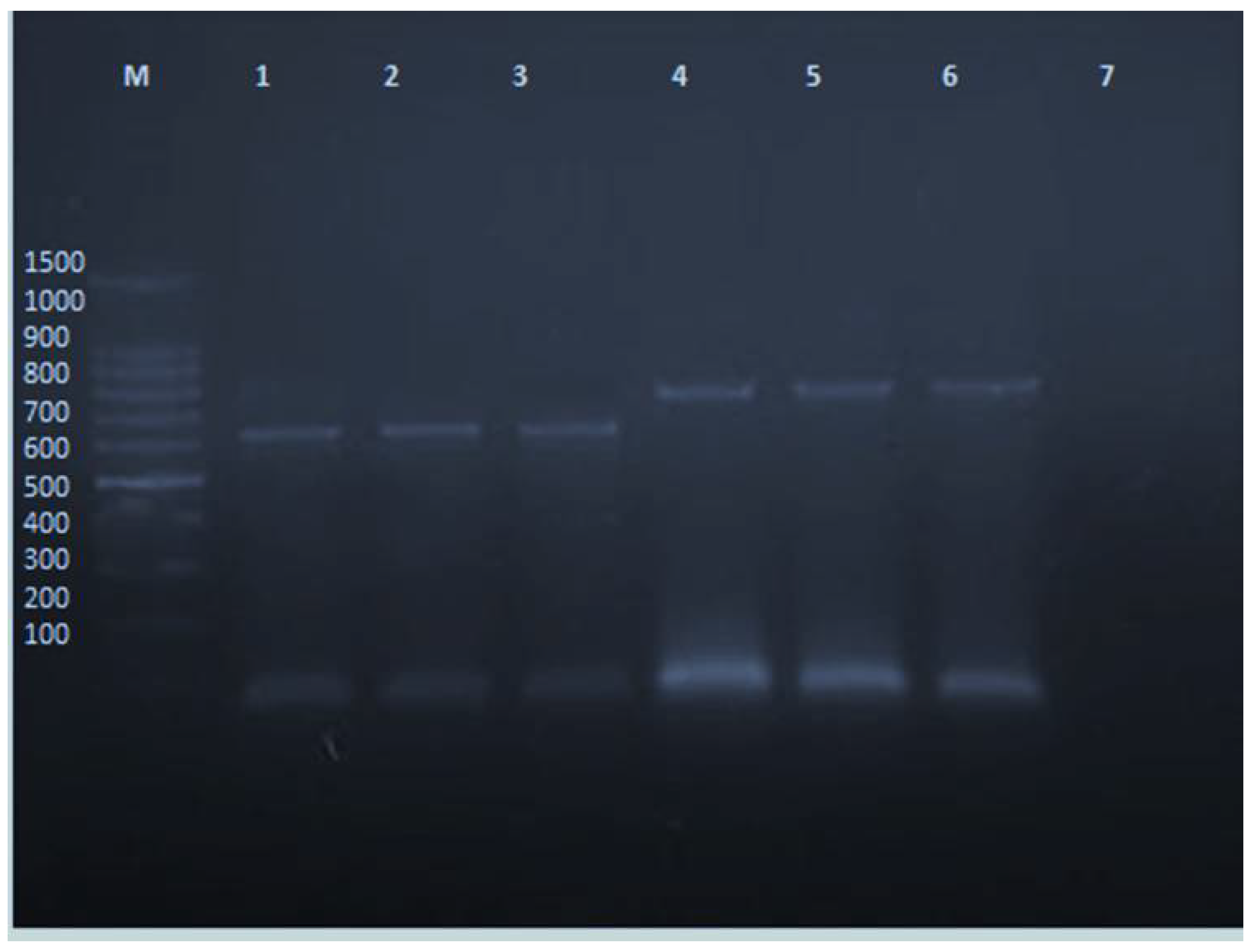 Agronomy 12 02901 g007