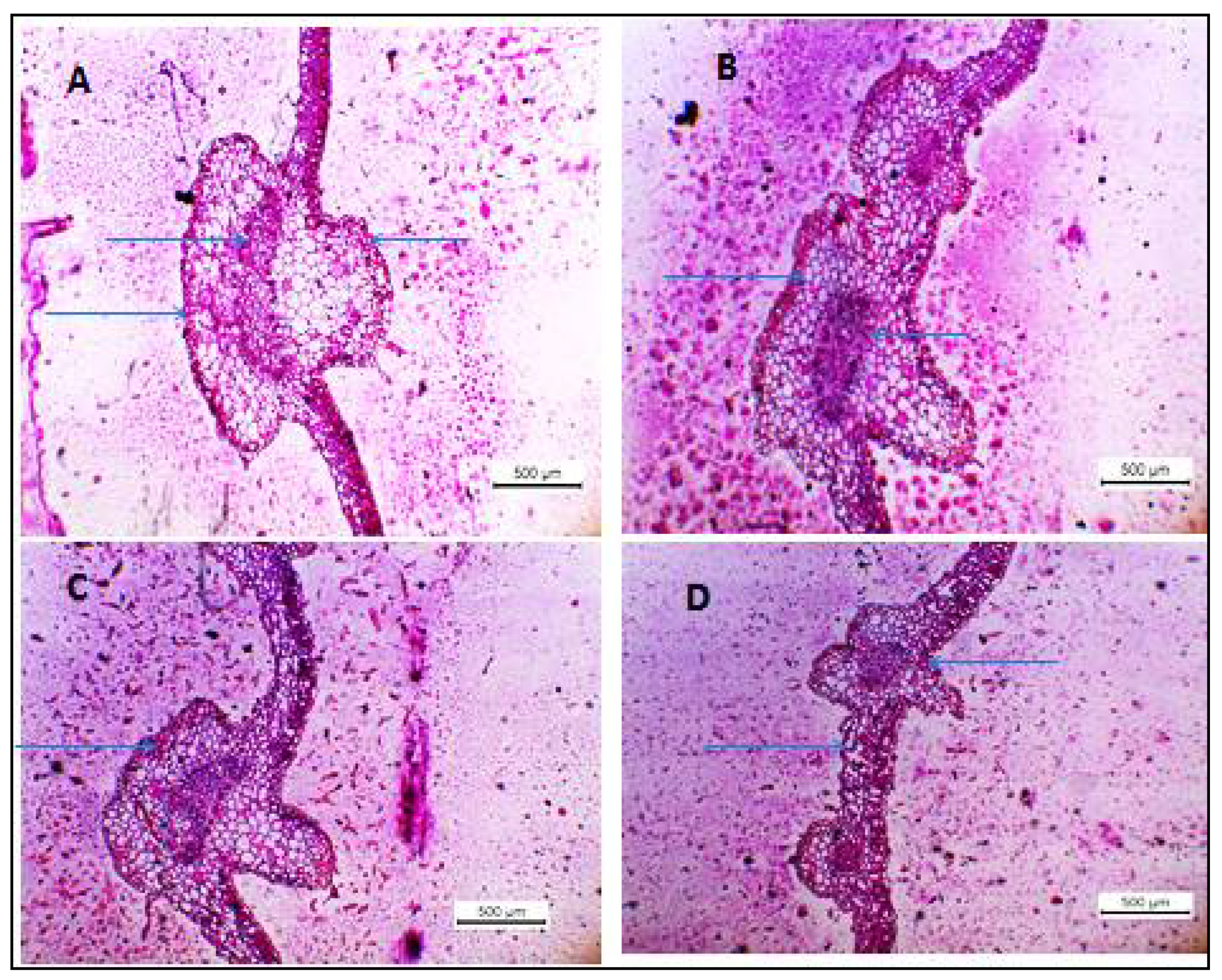 Agronomy 12 02901 g008