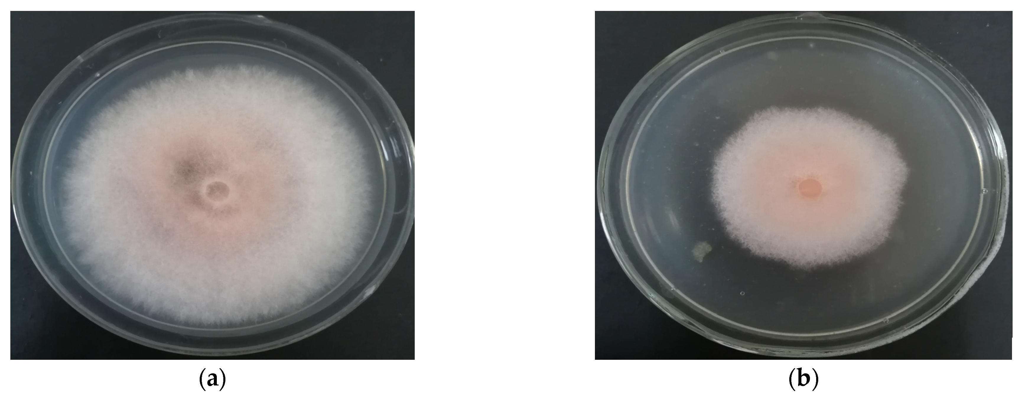 Agronomy 12 02906 g005a Agronomy 12 02906 g005a