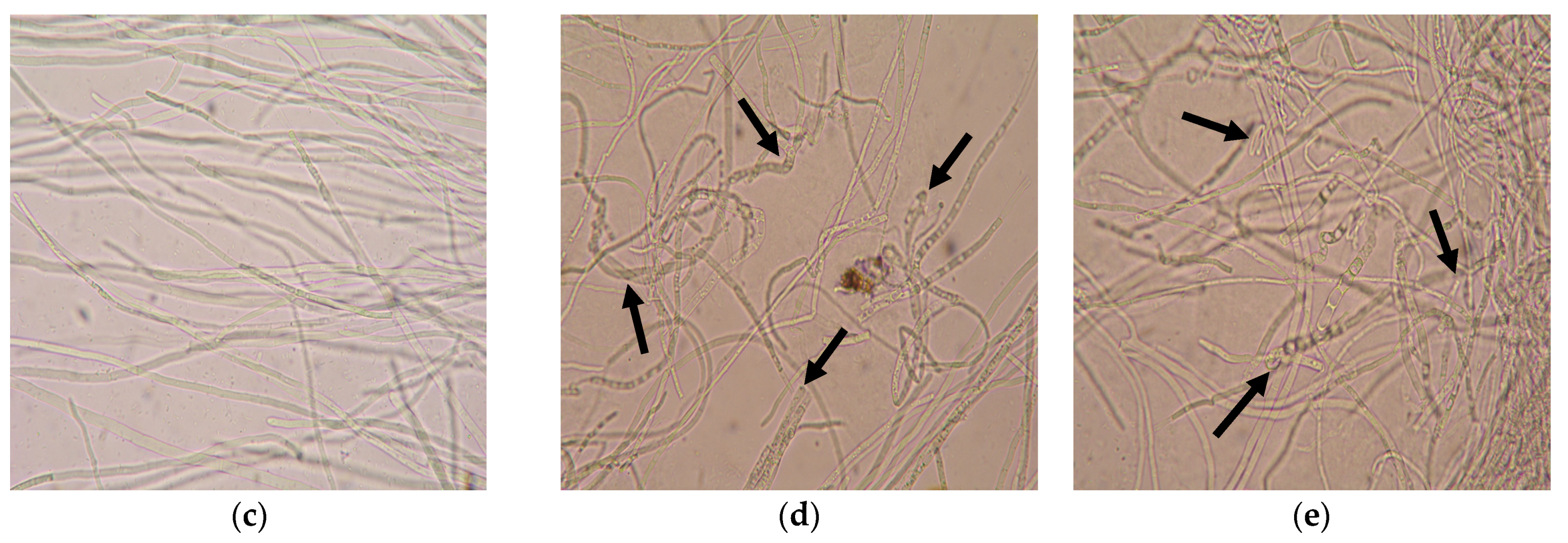 Agronomy 12 02906 g005b Agronomy 12 02906 g005b