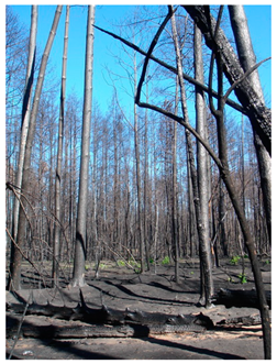 Agronomy 12 02910 i003 Agronomy 12 02910 i003