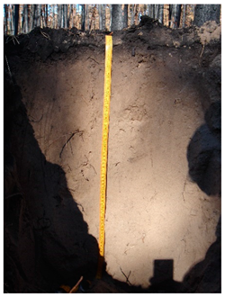 Agronomy 12 02910 i004 Agronomy 12 02910 i004