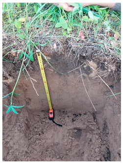 Agronomy 12 02910 i008 Agronomy 12 02910 i008