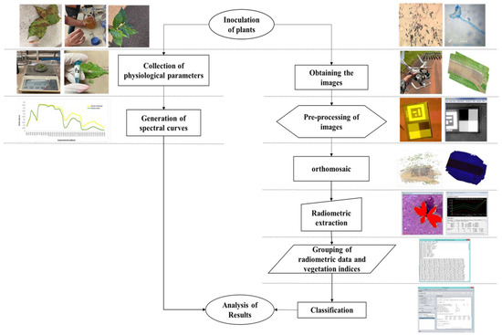 Early Detection of Coffee Leaf Rust Caused by Hemileia vastatrix Using ...