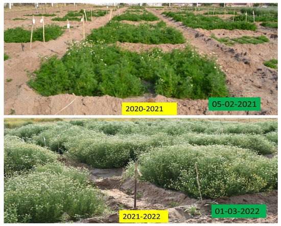 Effect of Date of Sowing and Spacing of Plants on Yield and 