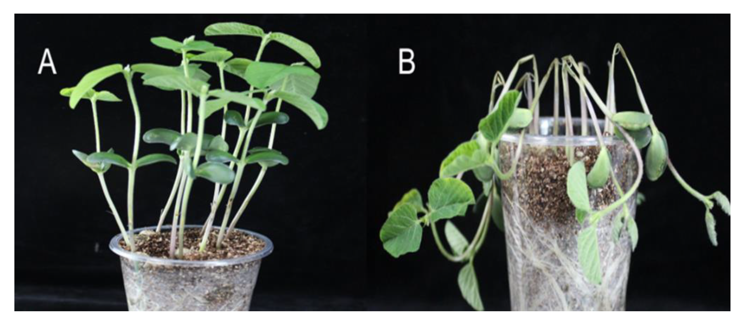 Agronomy 12 02922 g001