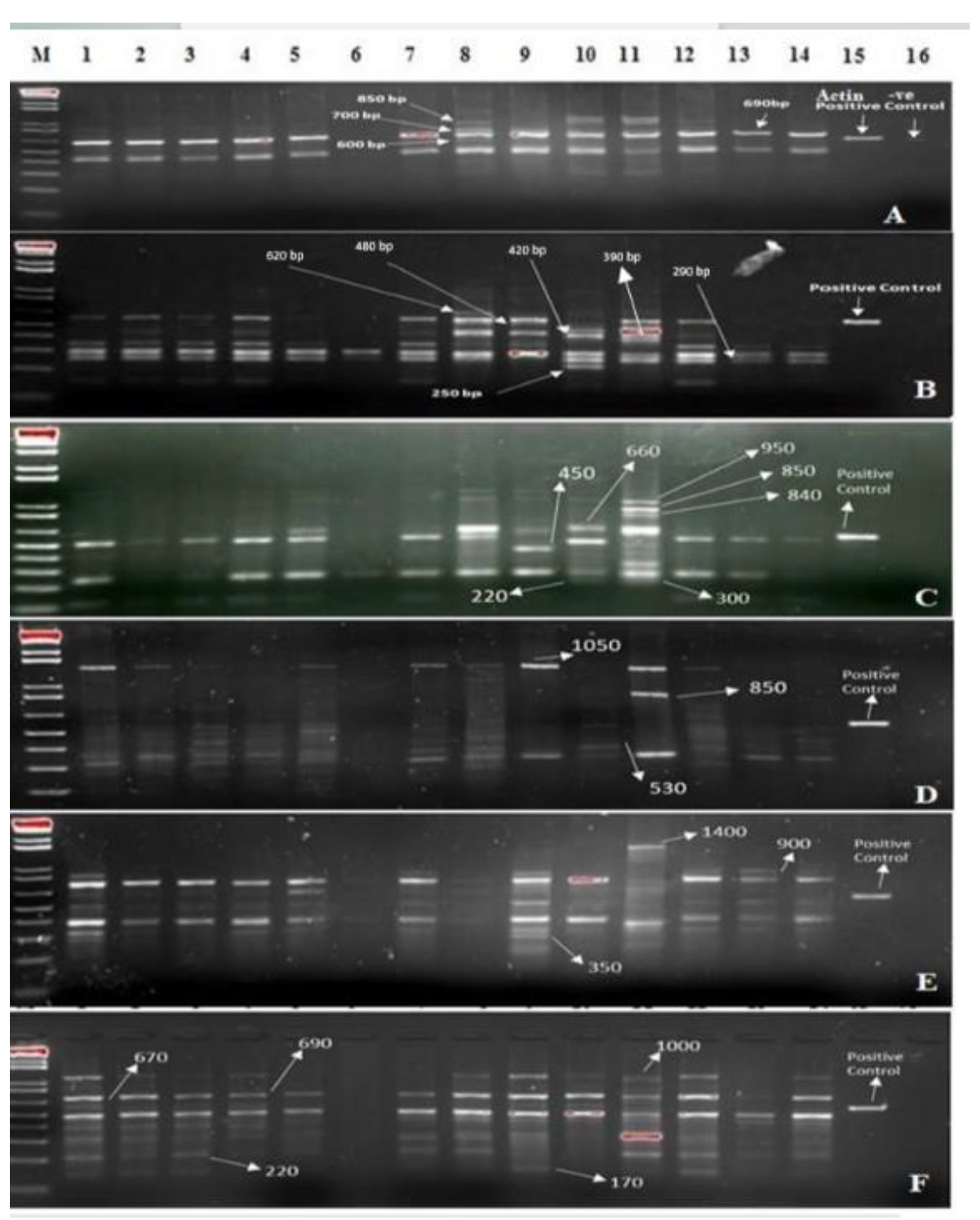 Agronomy 12 02932 g004 Agronomy 12 02932 g004