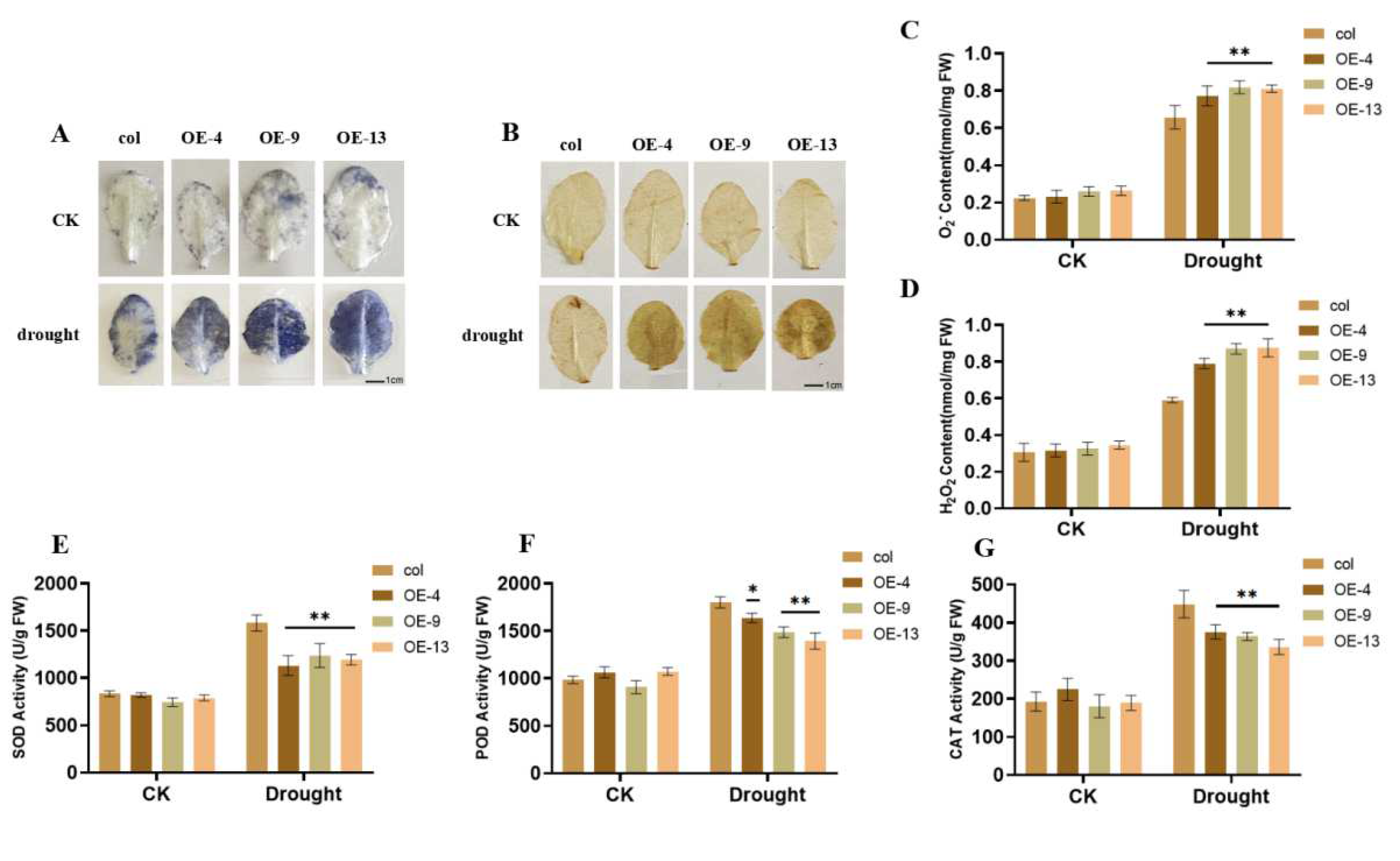 Agronomy 12 02948 g005a