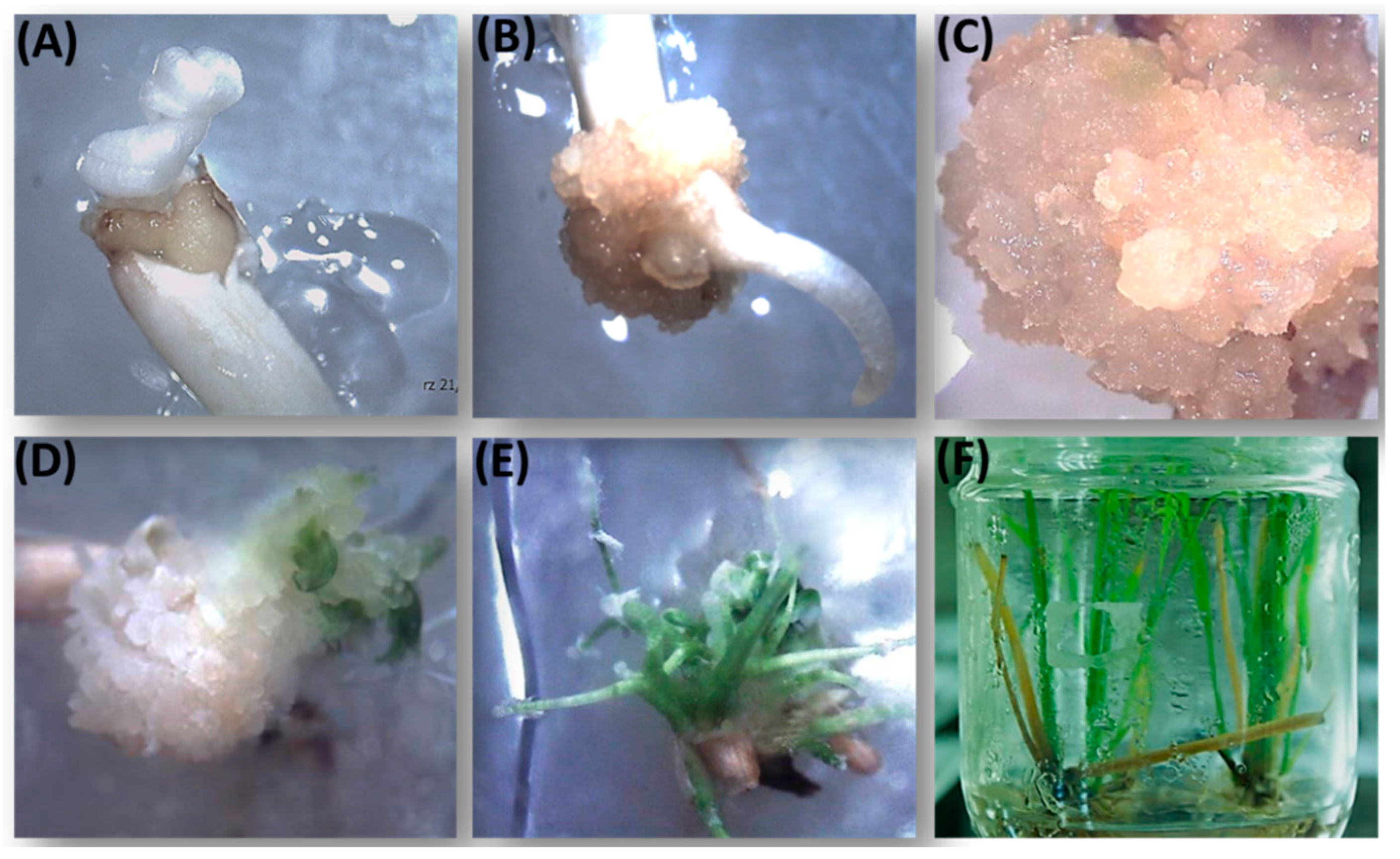 Agronomy 12 02949 g001
