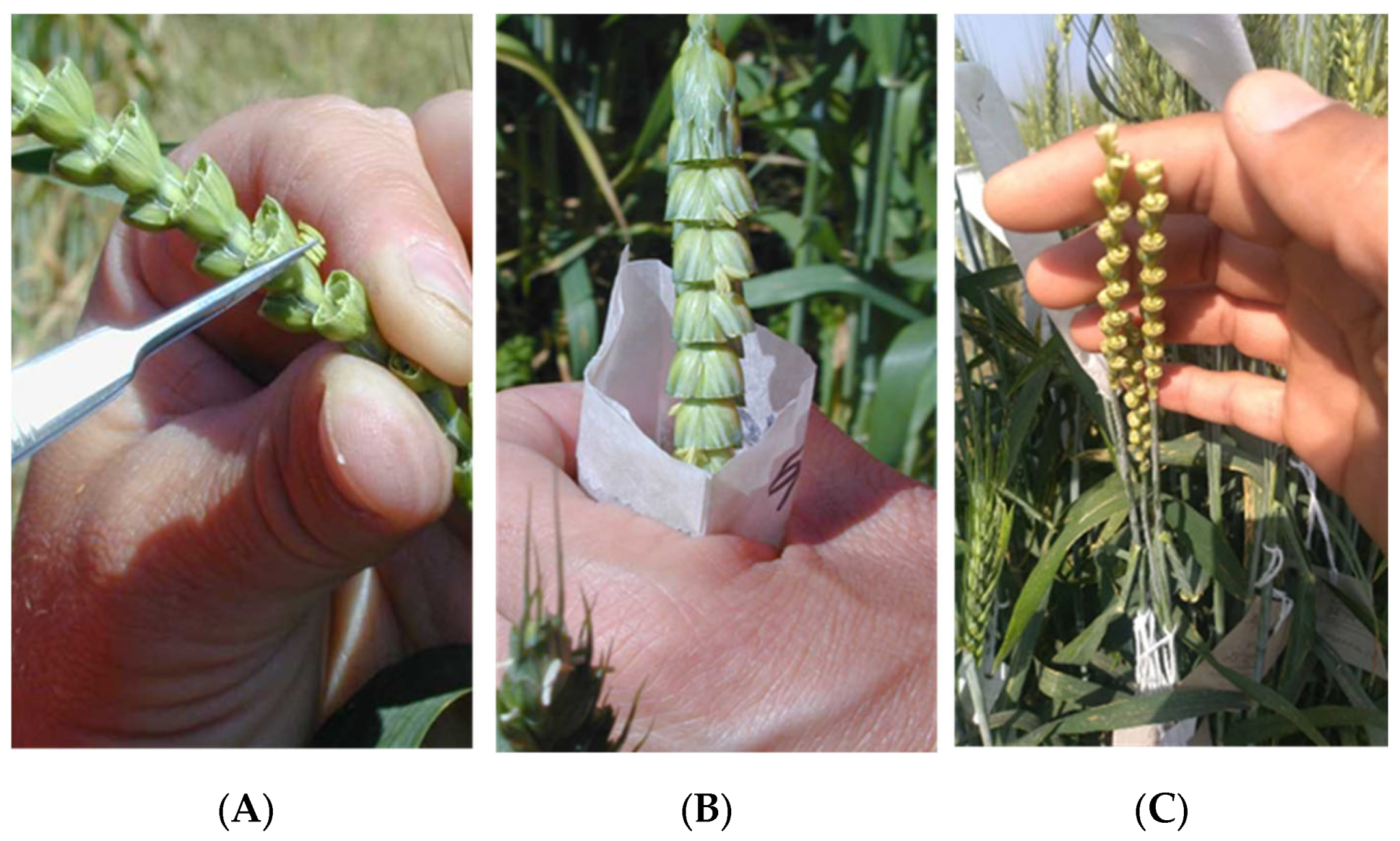 Agronomy 12 02951 g002 Agronomy 12 02951 g002