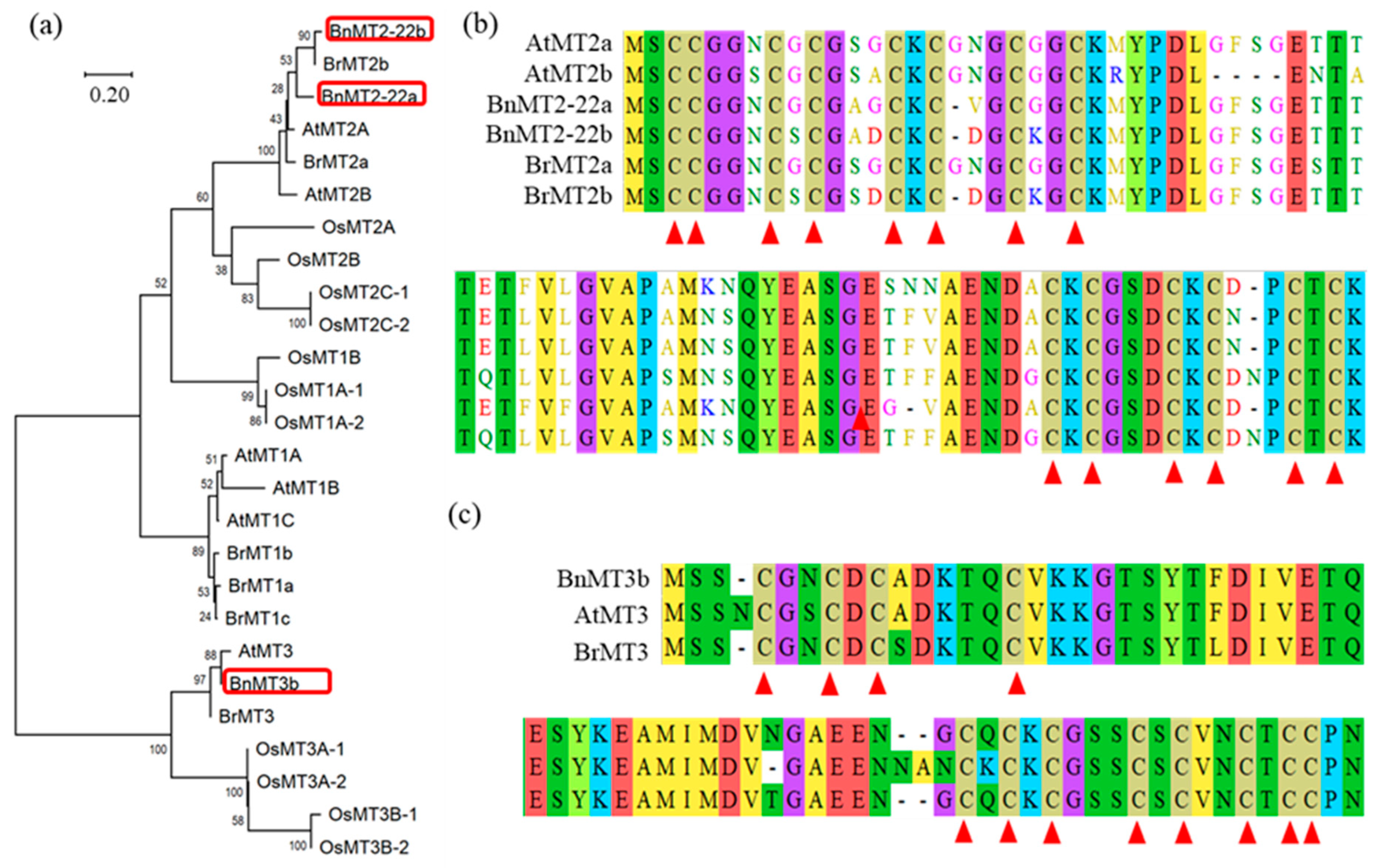 Agronomy 12 02971 g001