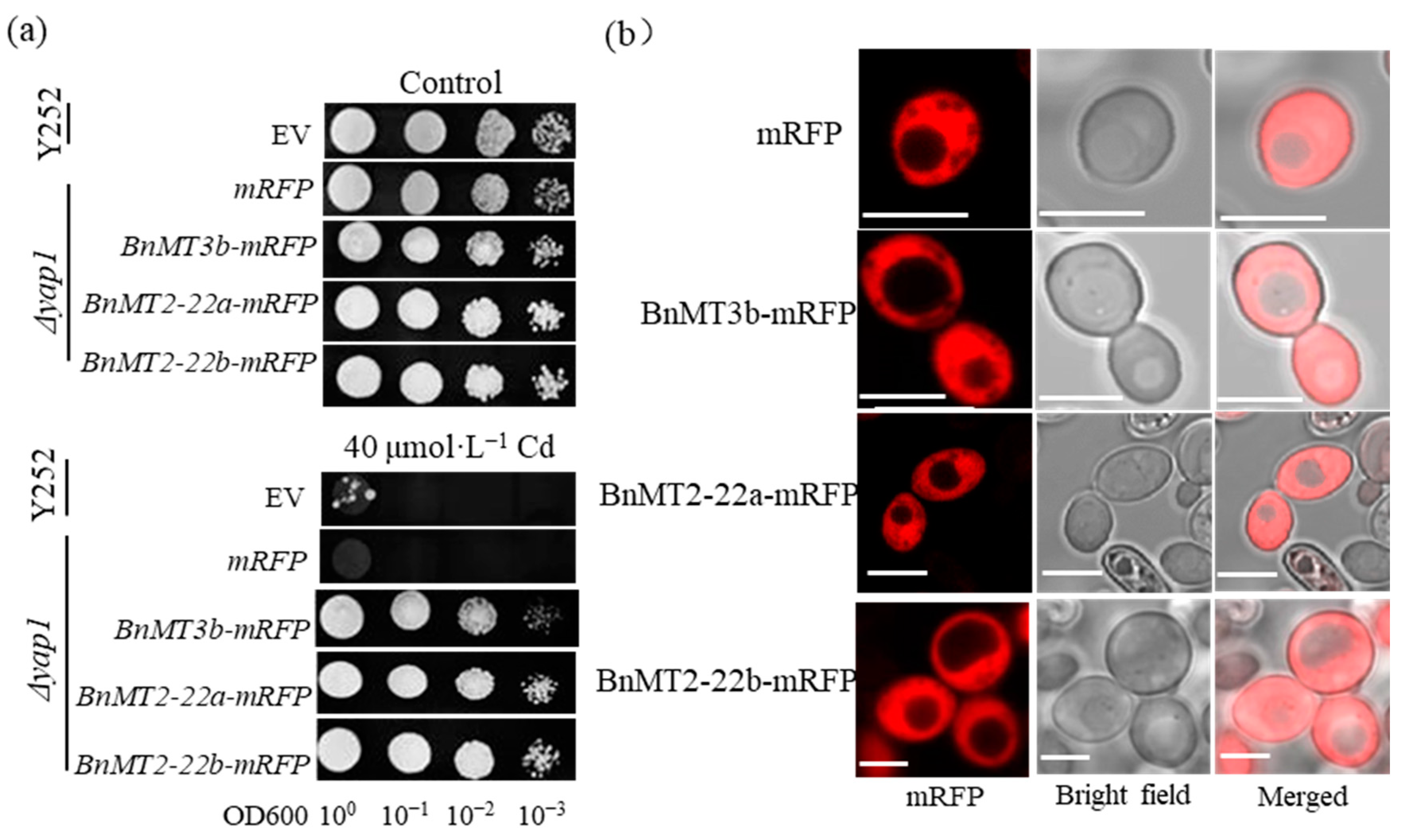 Agronomy 12 02971 g004
