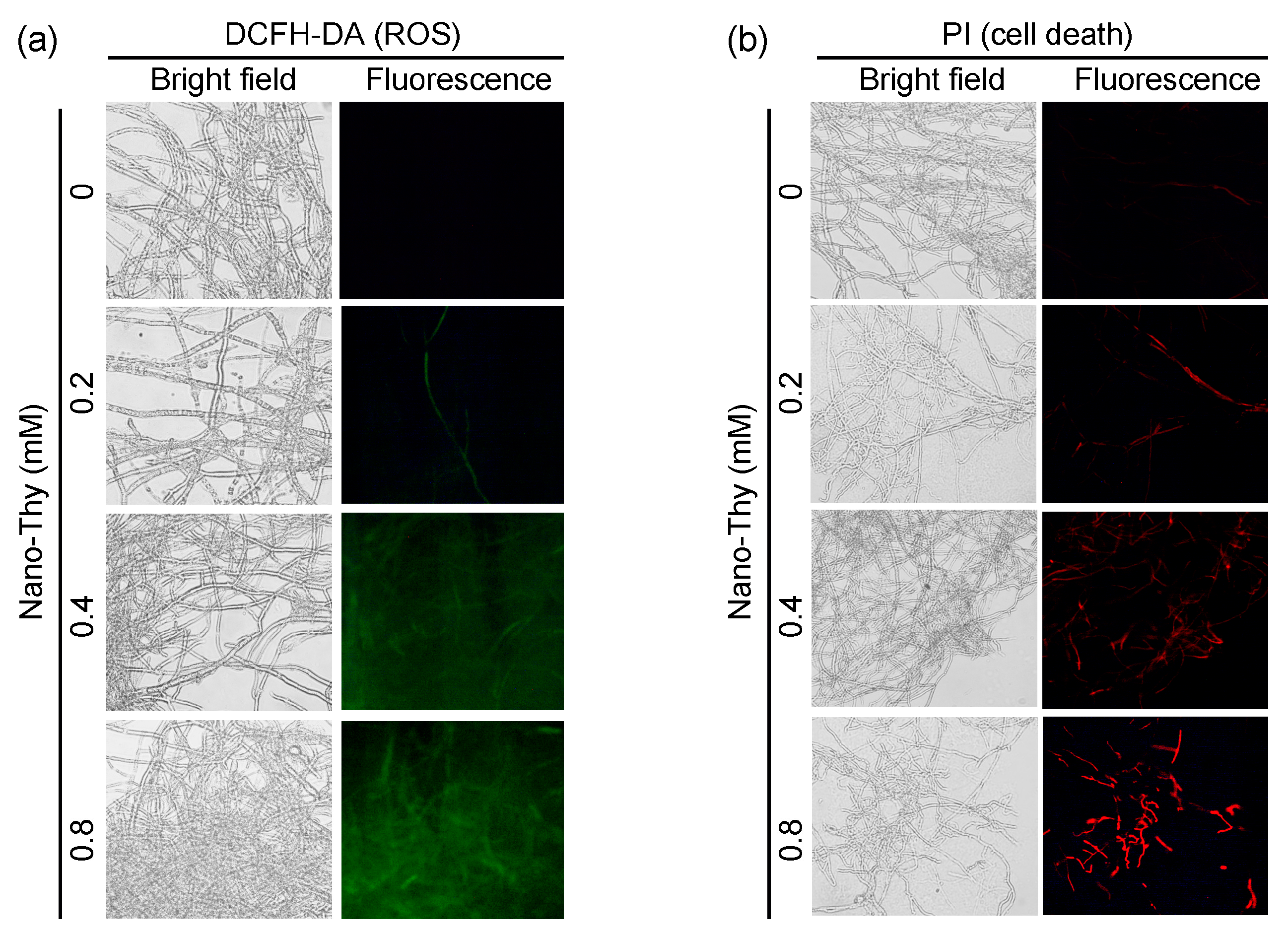 Agronomy 12 02973 g007