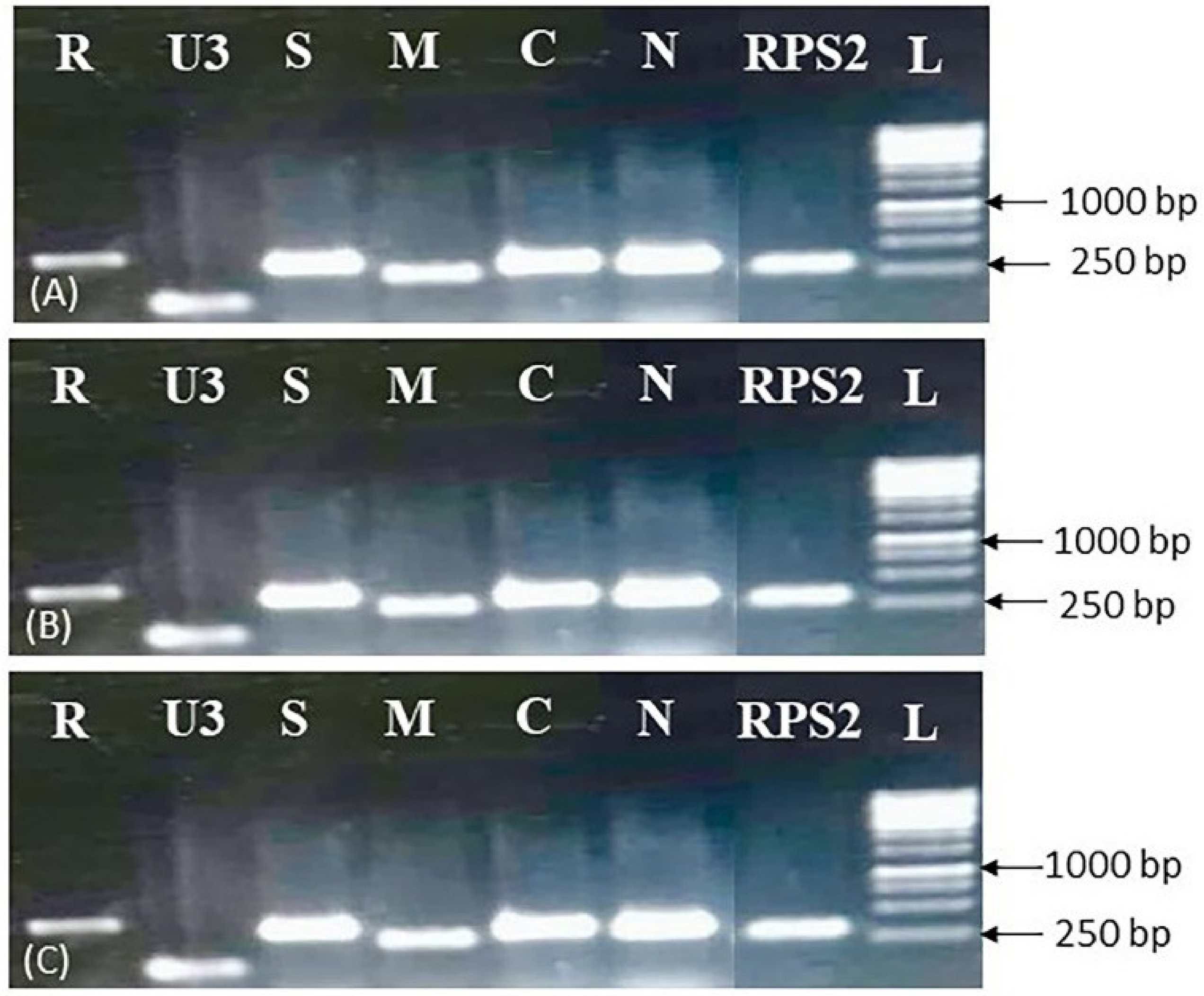 Quantitation of Multipartite Banana Bunchy Top Virus Genomic