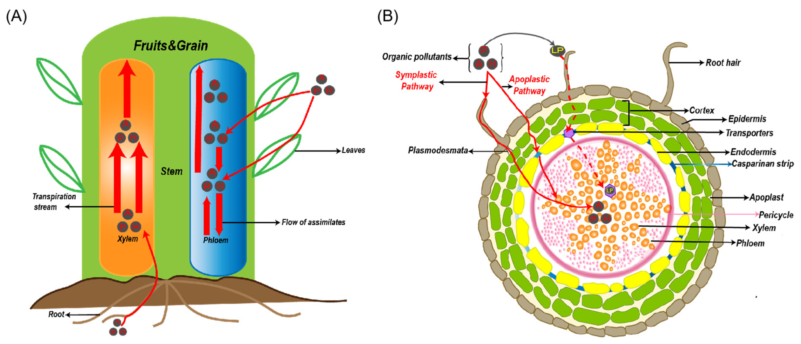 Agronomy 12 03009 g004
