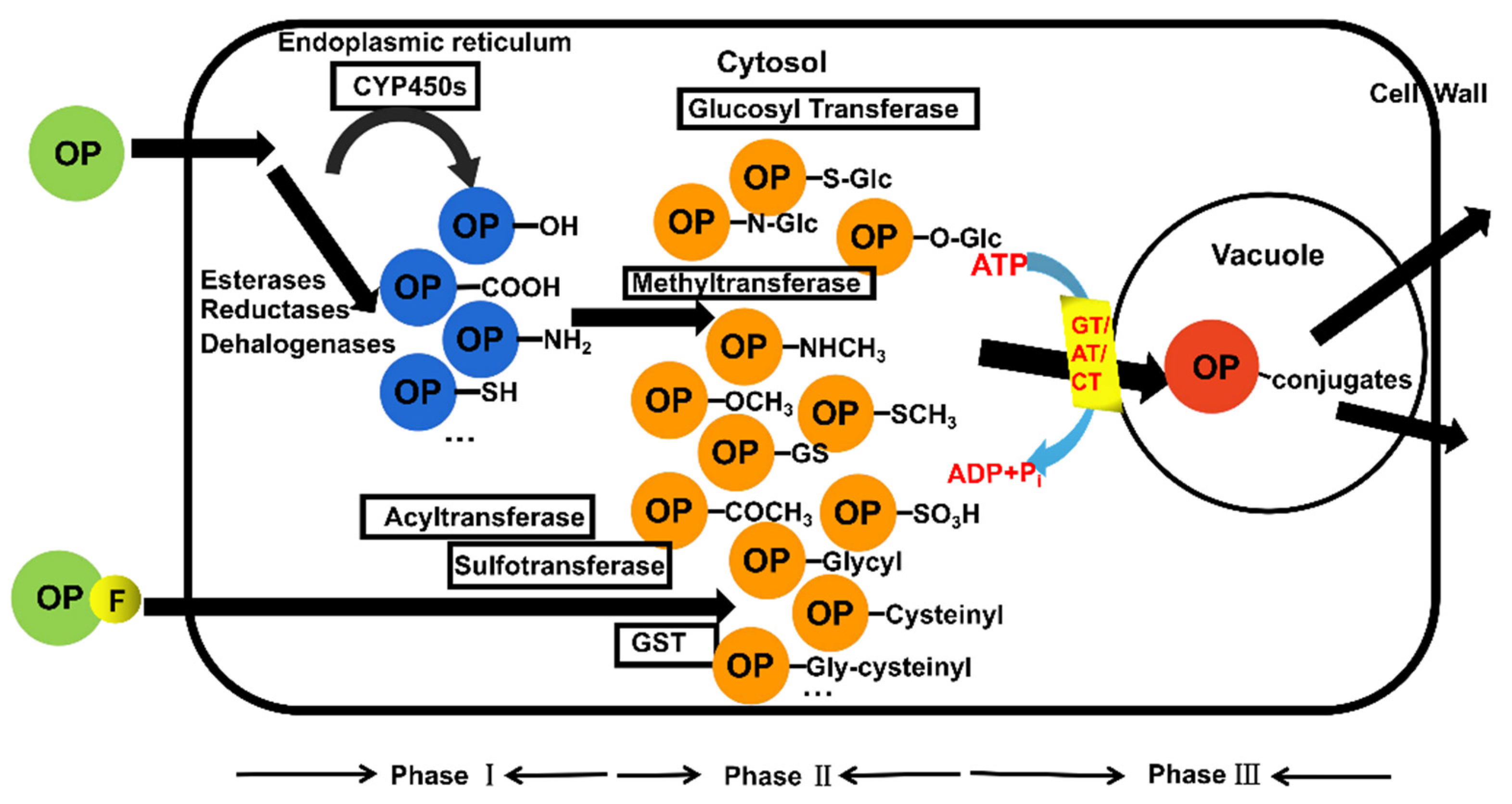 Agronomy 12 03009 g005