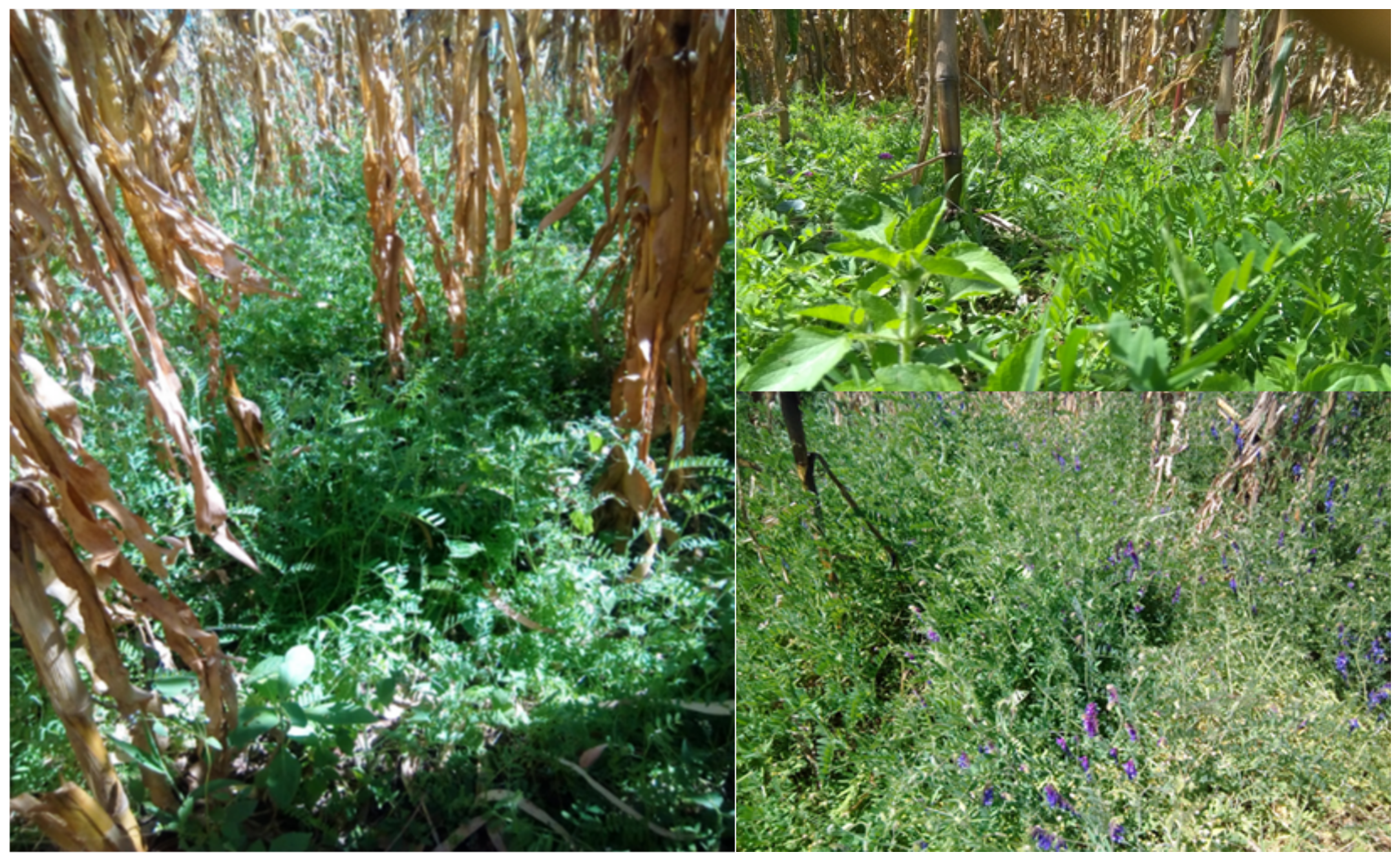 Agronomy 12 03019 g001 Agronomy 12 03019 g001