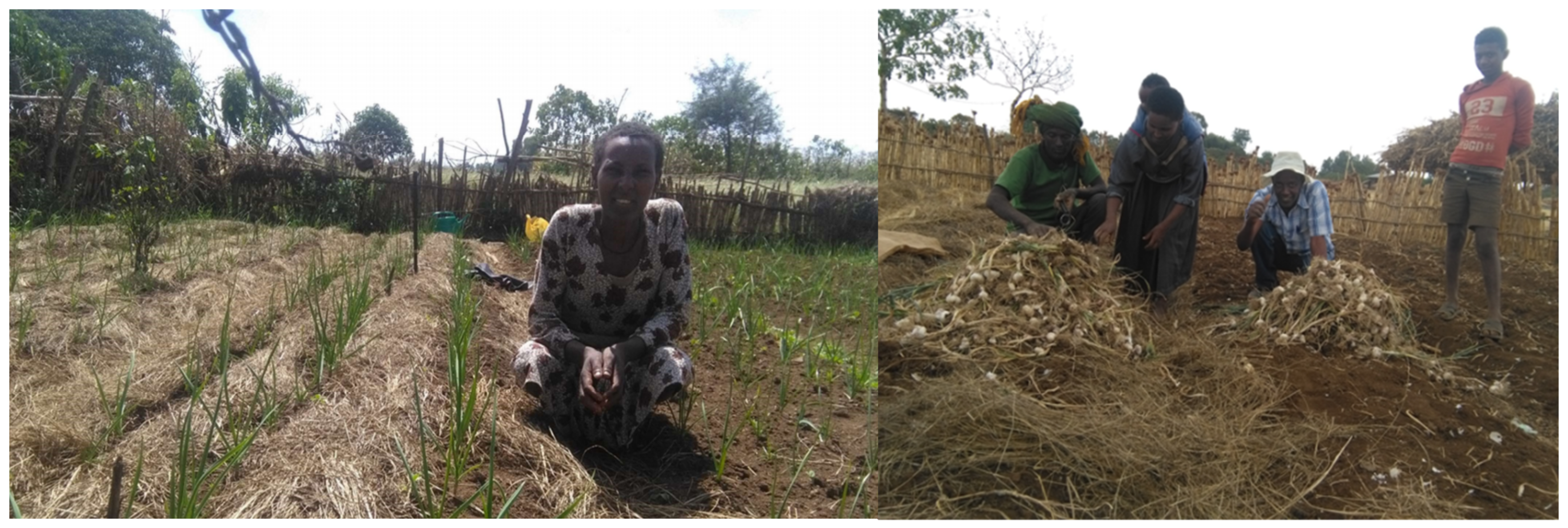 Agronomy 12 03019 g002 Agronomy 12 03019 g002