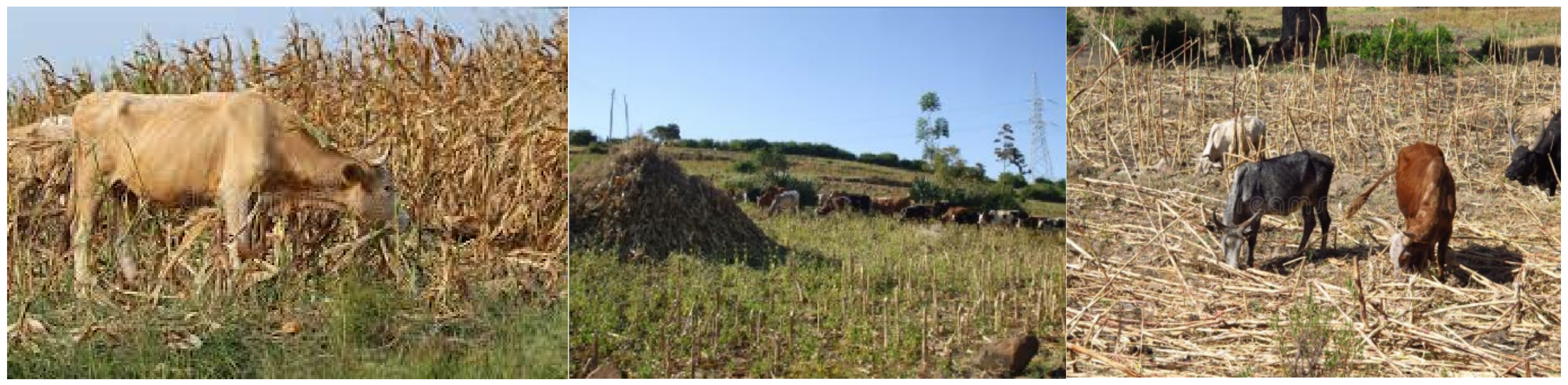 Agronomy 12 03019 g004 Agronomy 12 03019 g004