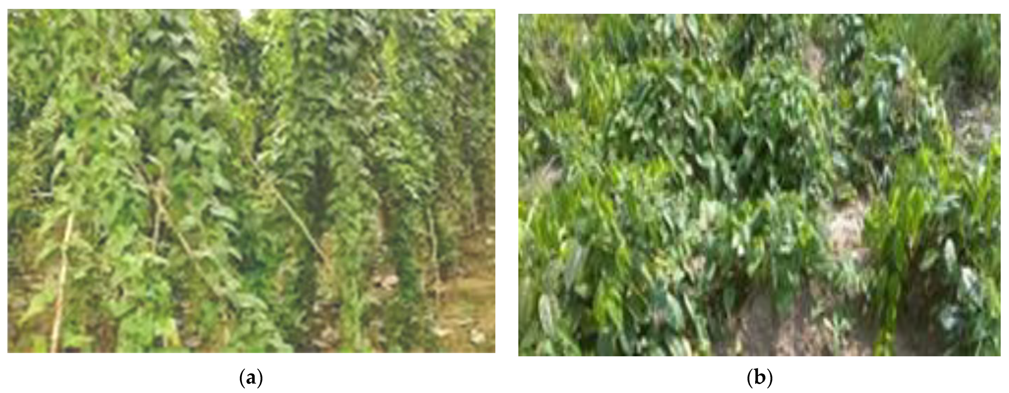 Agronomy 12 03024 g003 Agronomy 12 03024 g003