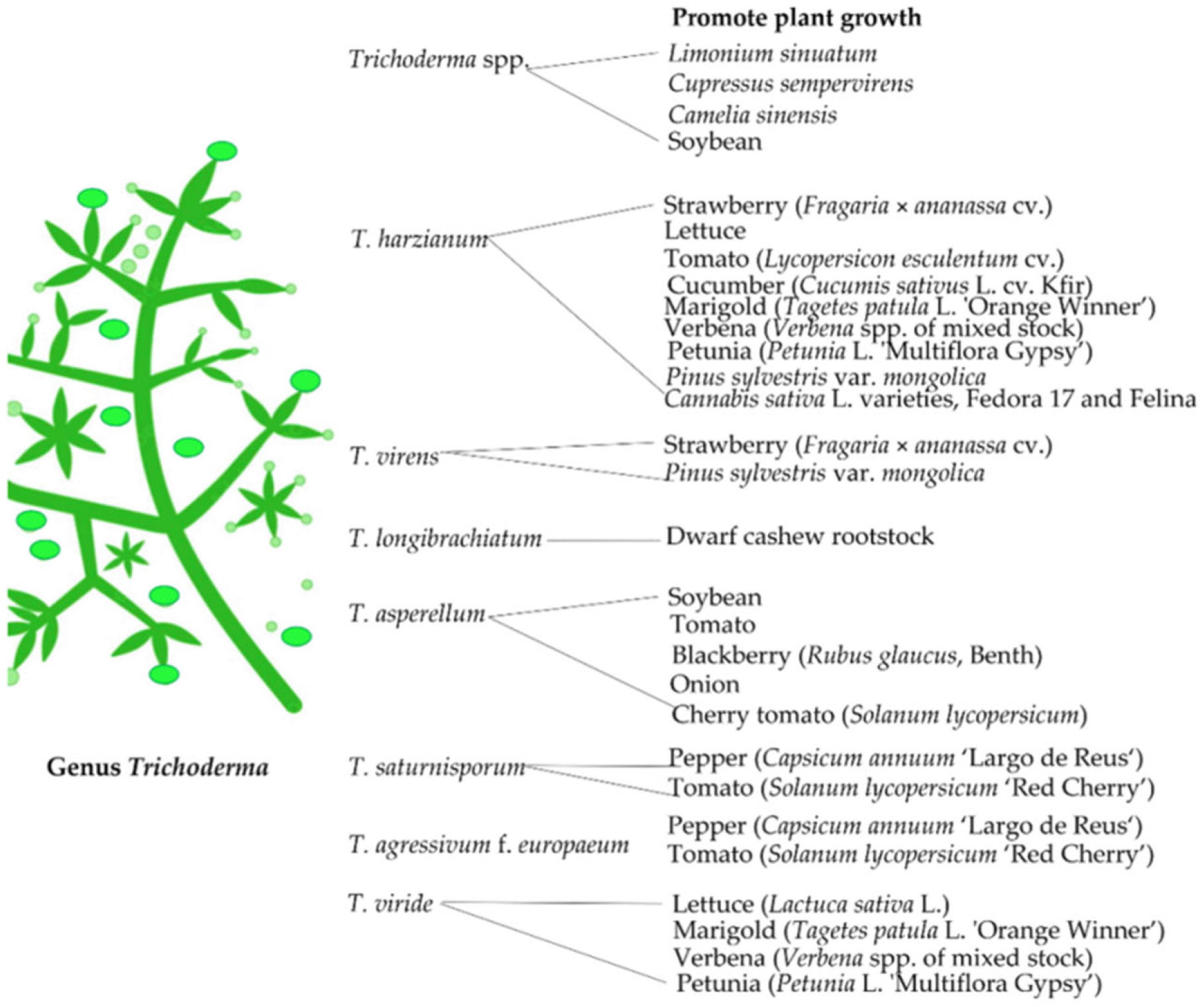 Agronomy 12 03033 g001
