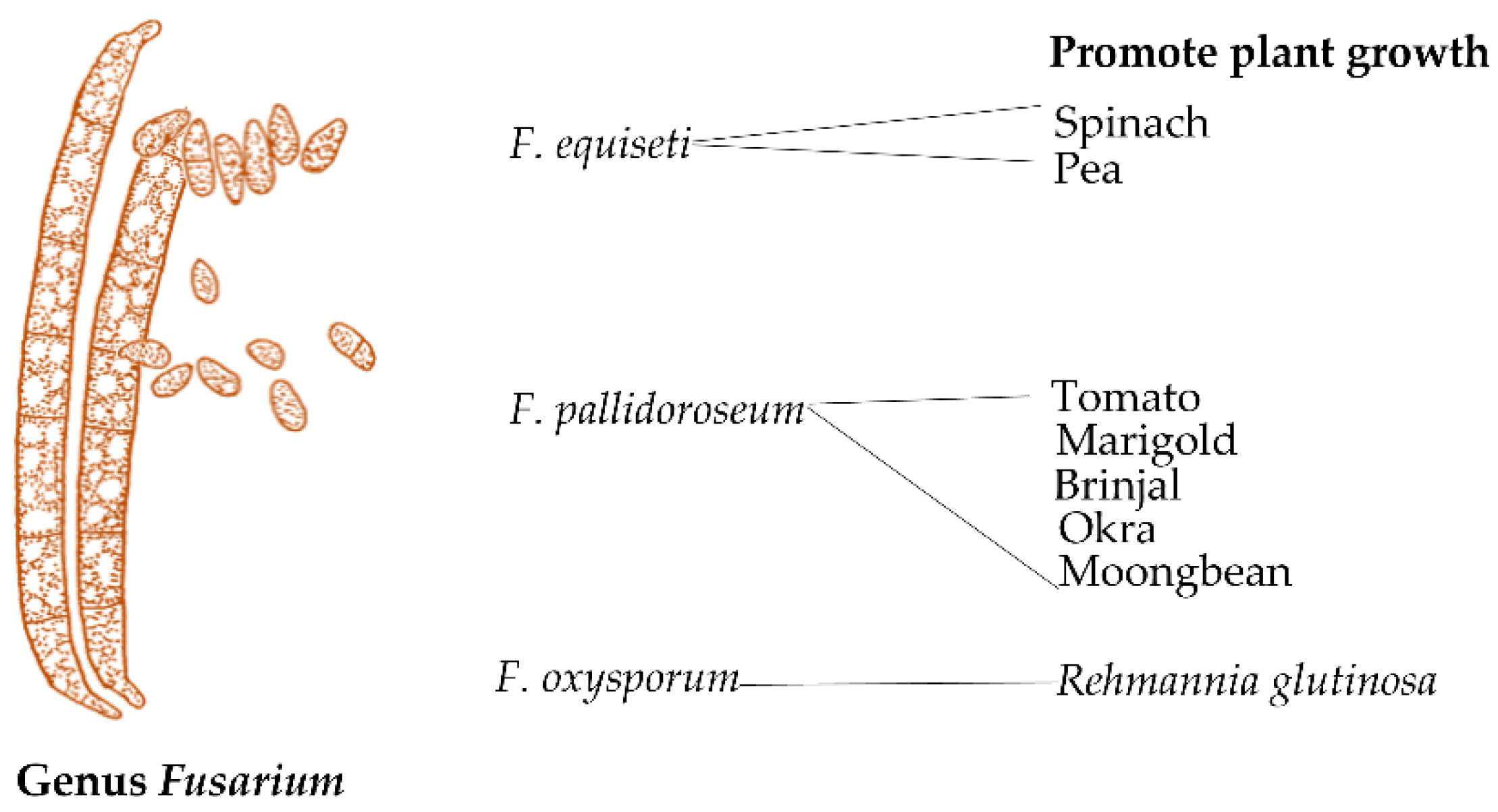 Agronomy 12 03033 g004