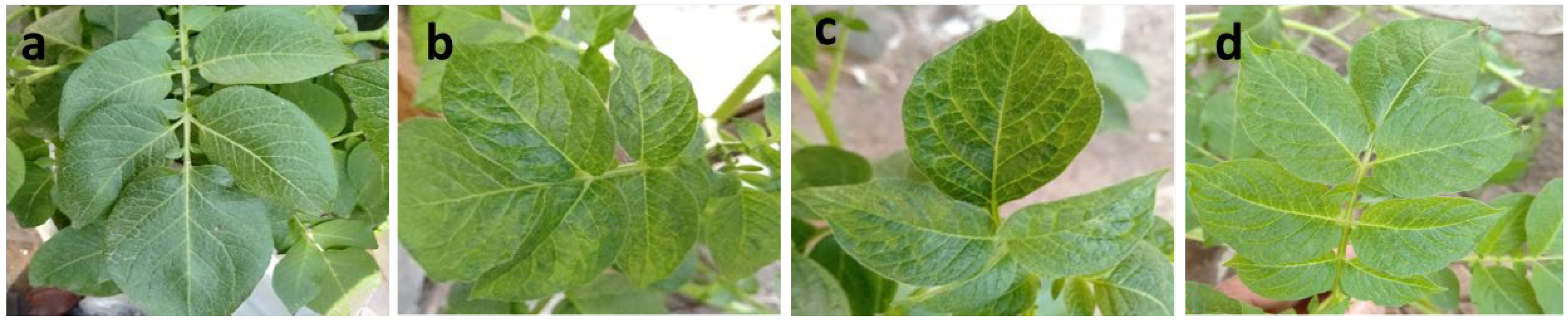 Agronomy 12 03064 g001