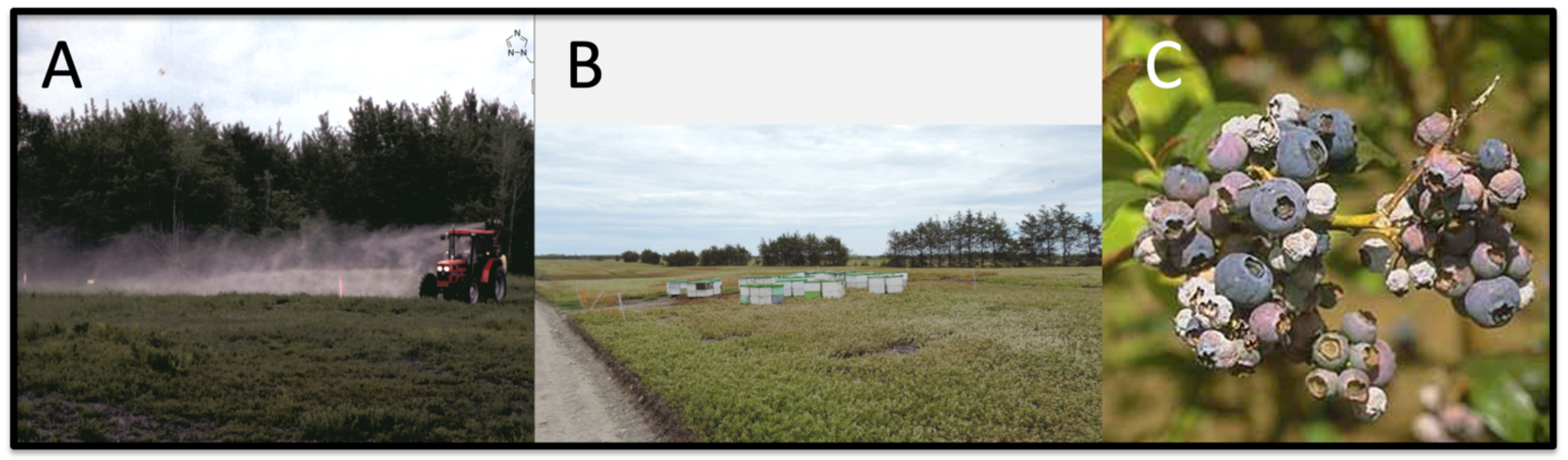 Agronomy 12 03081 g001