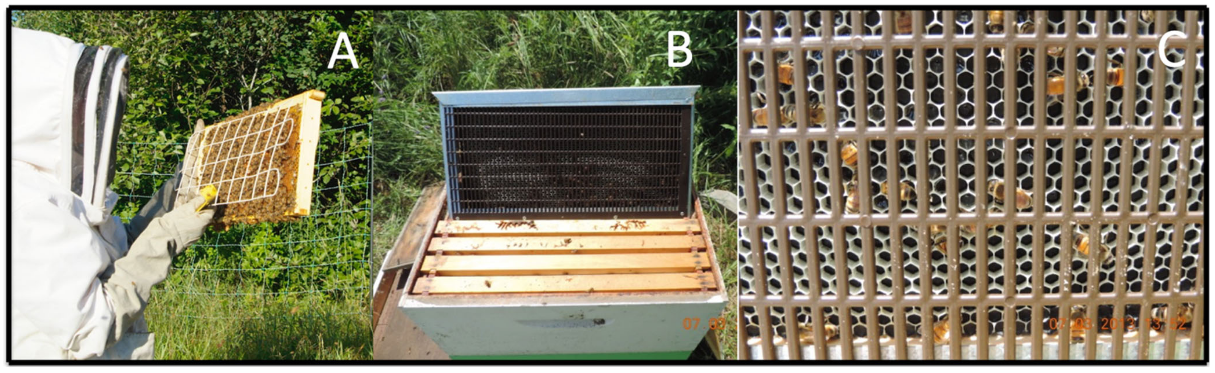 Agronomy 12 03081 g002