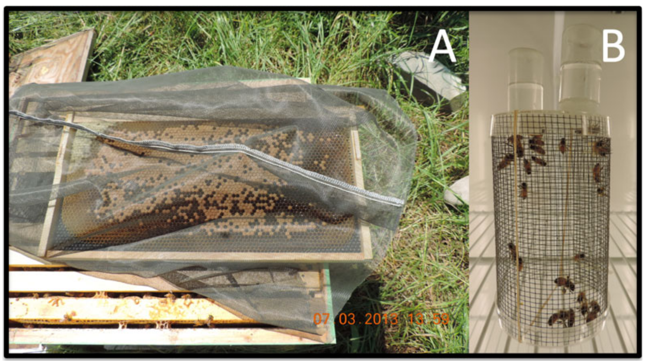 Agronomy 12 03081 g003