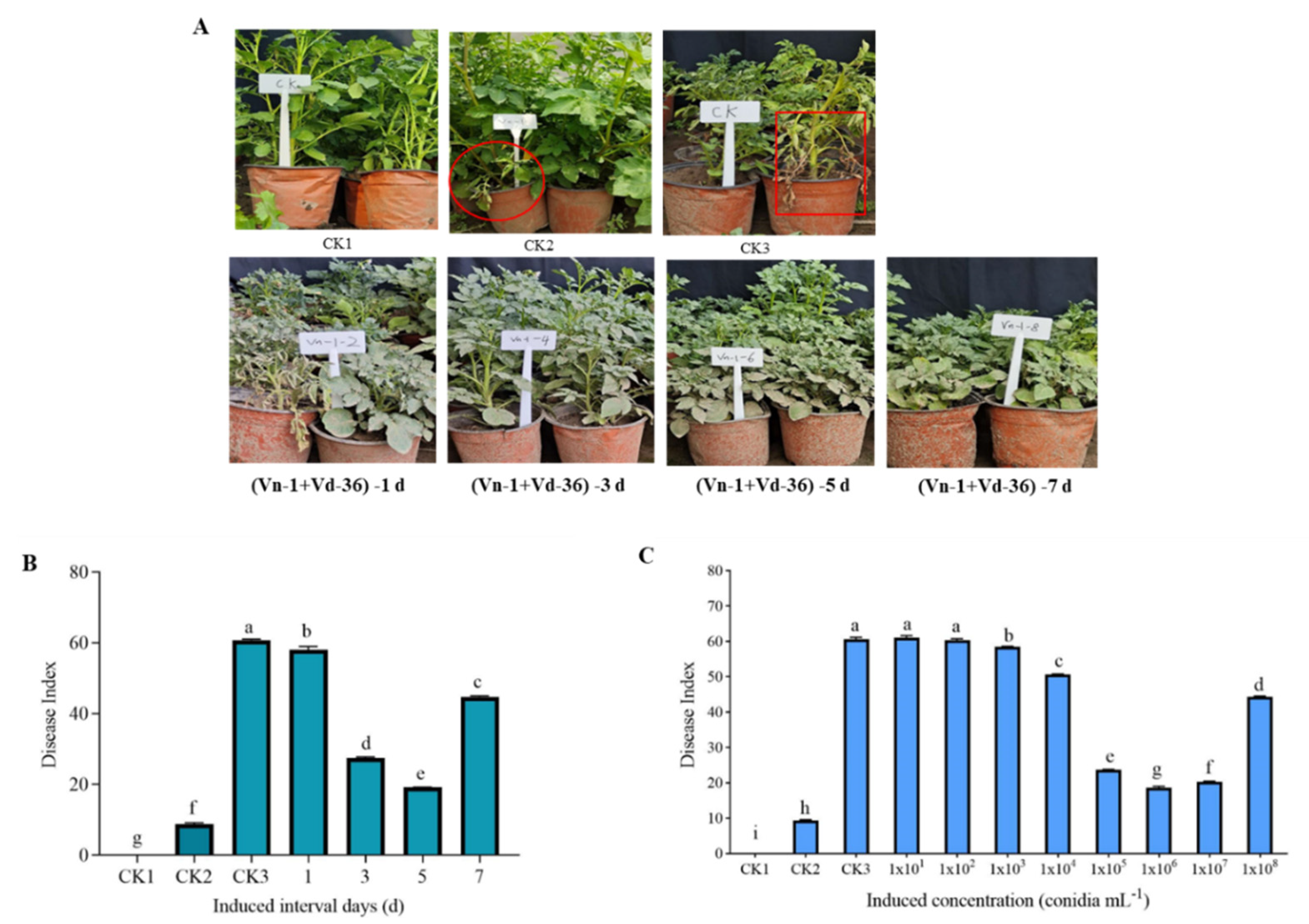 Agronomy 12 03082 g001