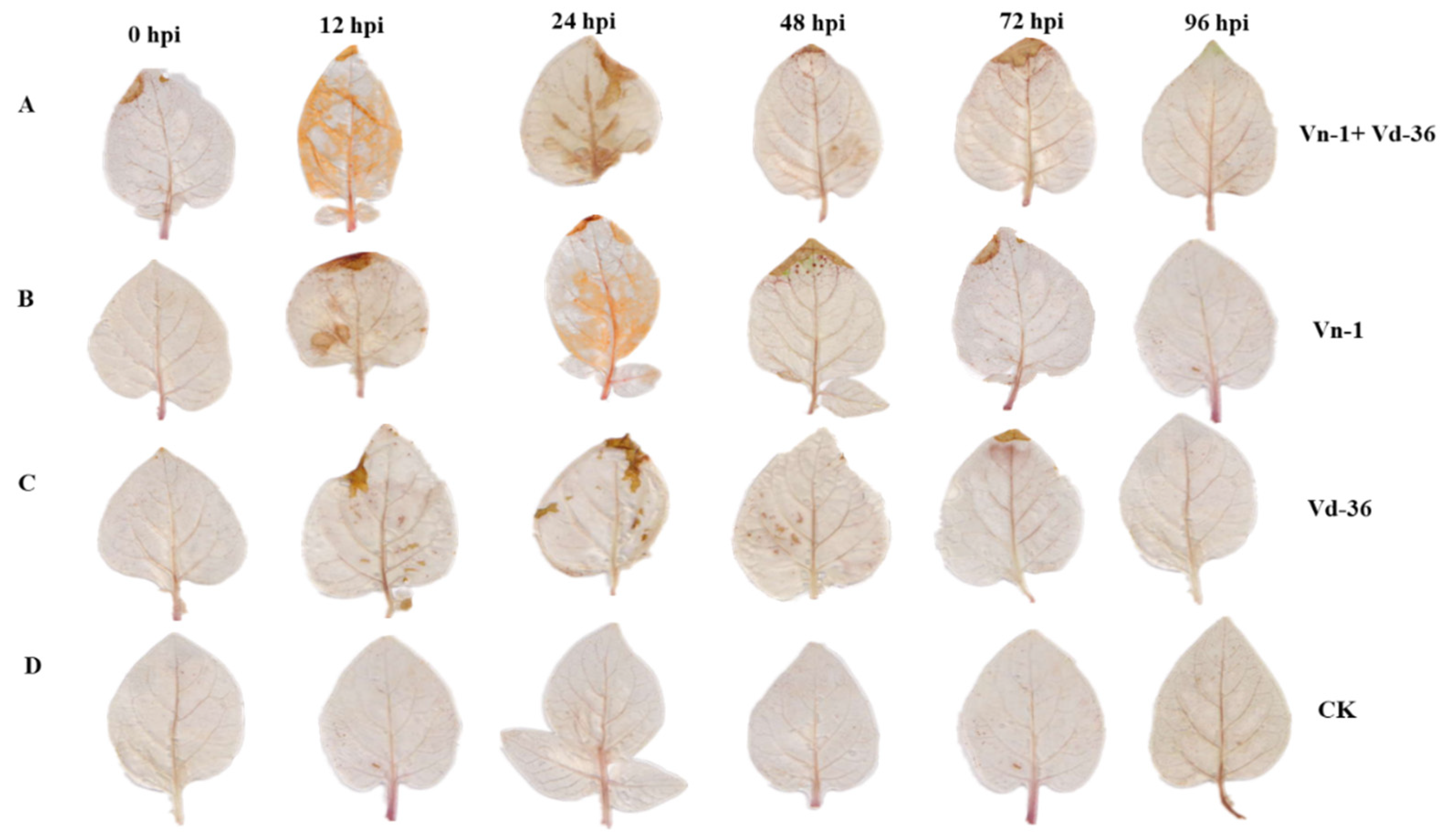 Agronomy 12 03082 g002