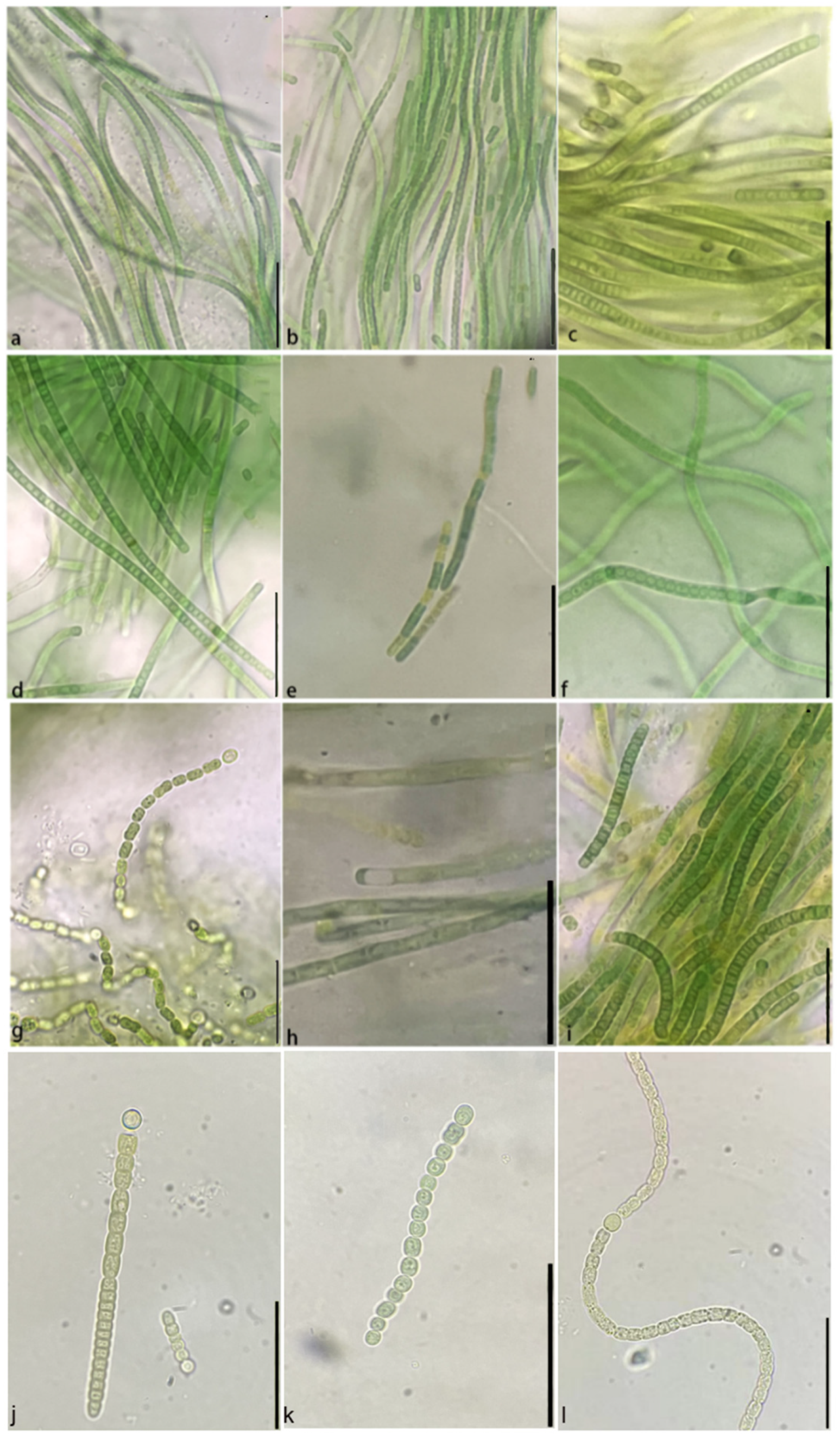 Agronomy 12 03090 g002