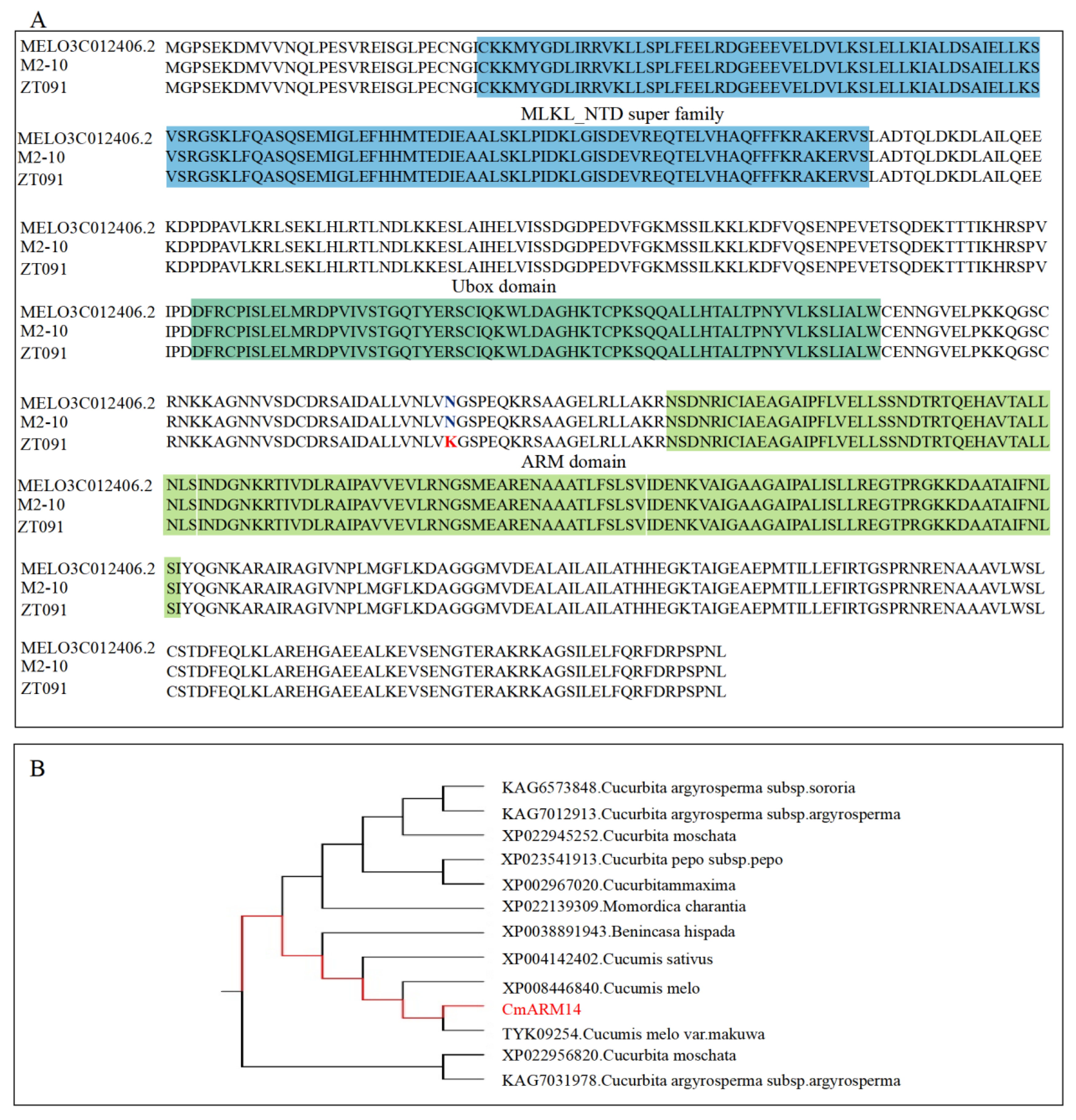 Primary Mapping and Analysis of the CmARM14 Candidate Gene for