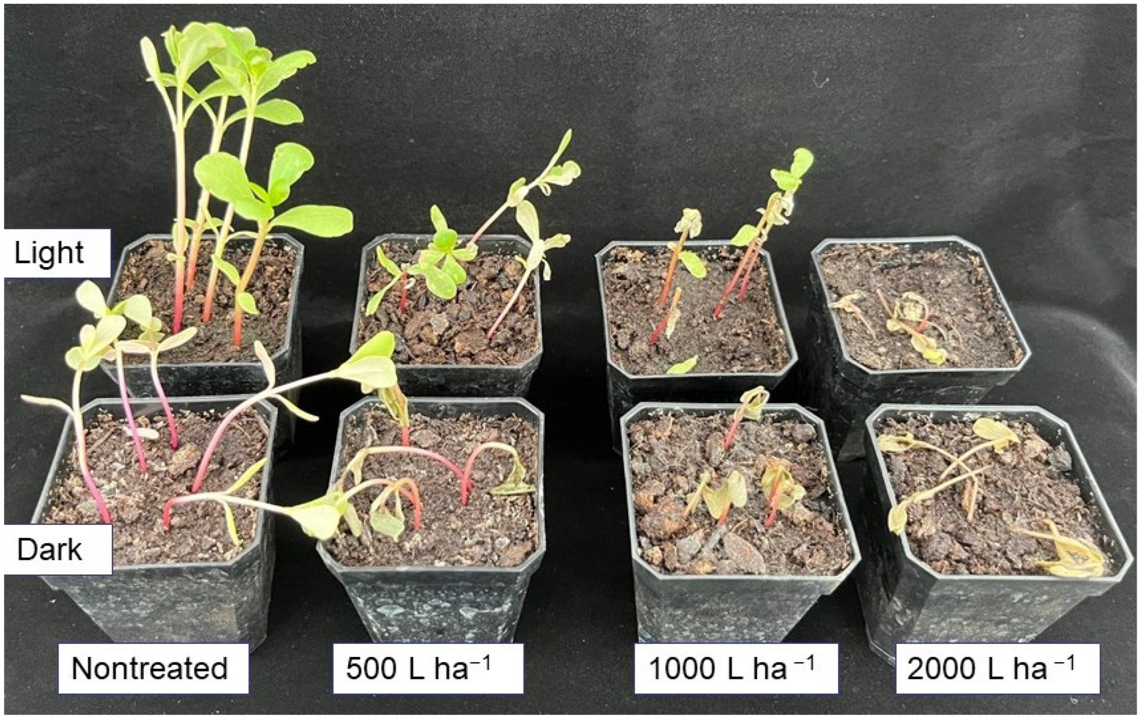 Agronomy 12 03120 g006
