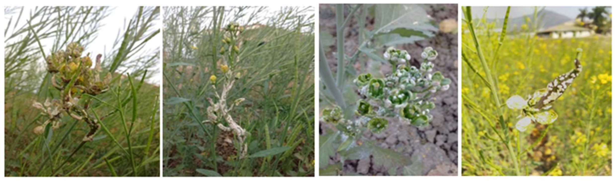 Agronomy 12 03122 g002 Agronomy 12 03122 g002