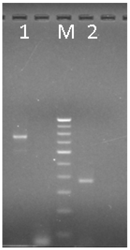 Agronomy 12 03122 g003 Agronomy 12 03122 g003