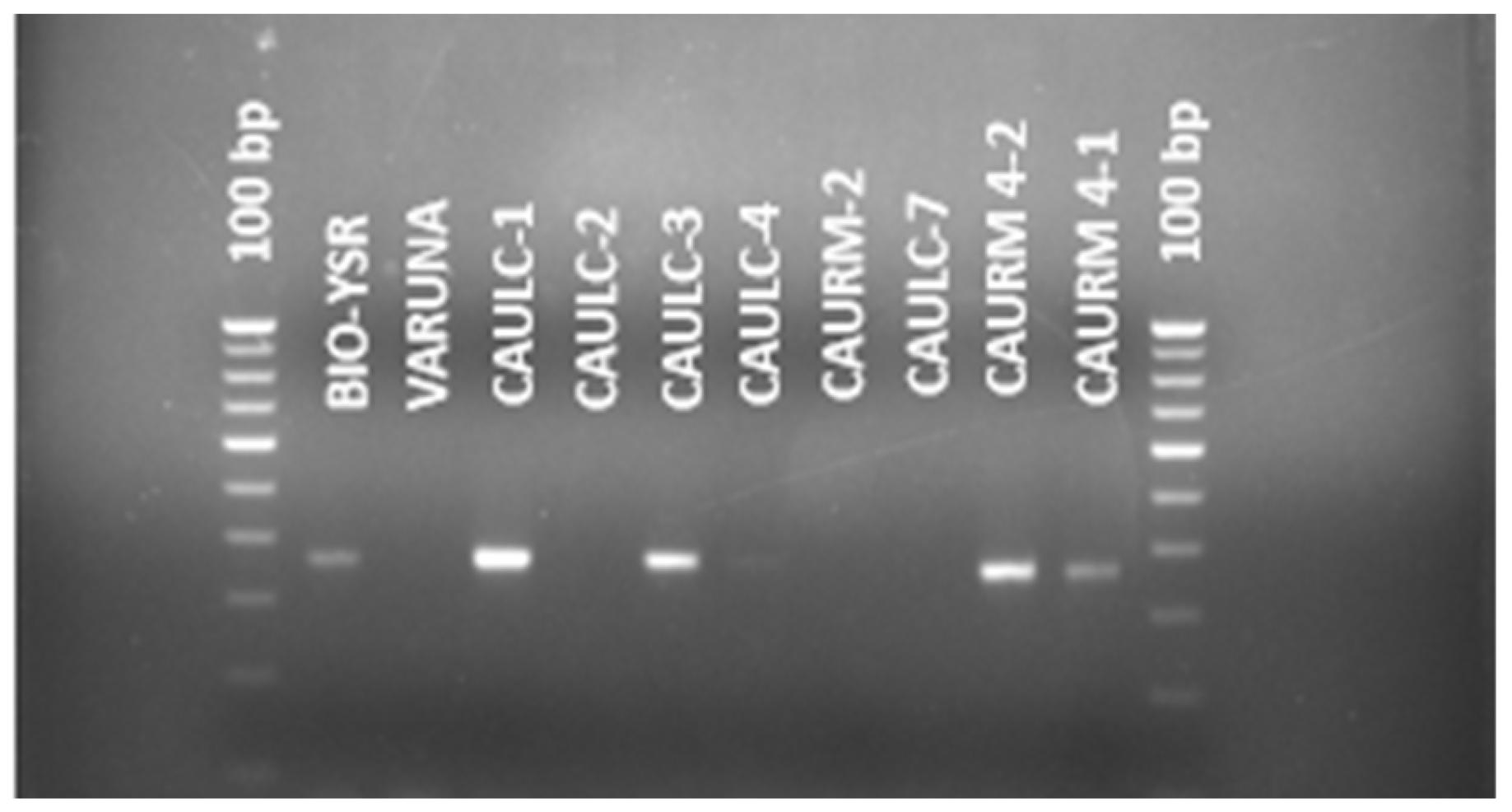 Agronomy 12 03122 g004 Agronomy 12 03122 g004